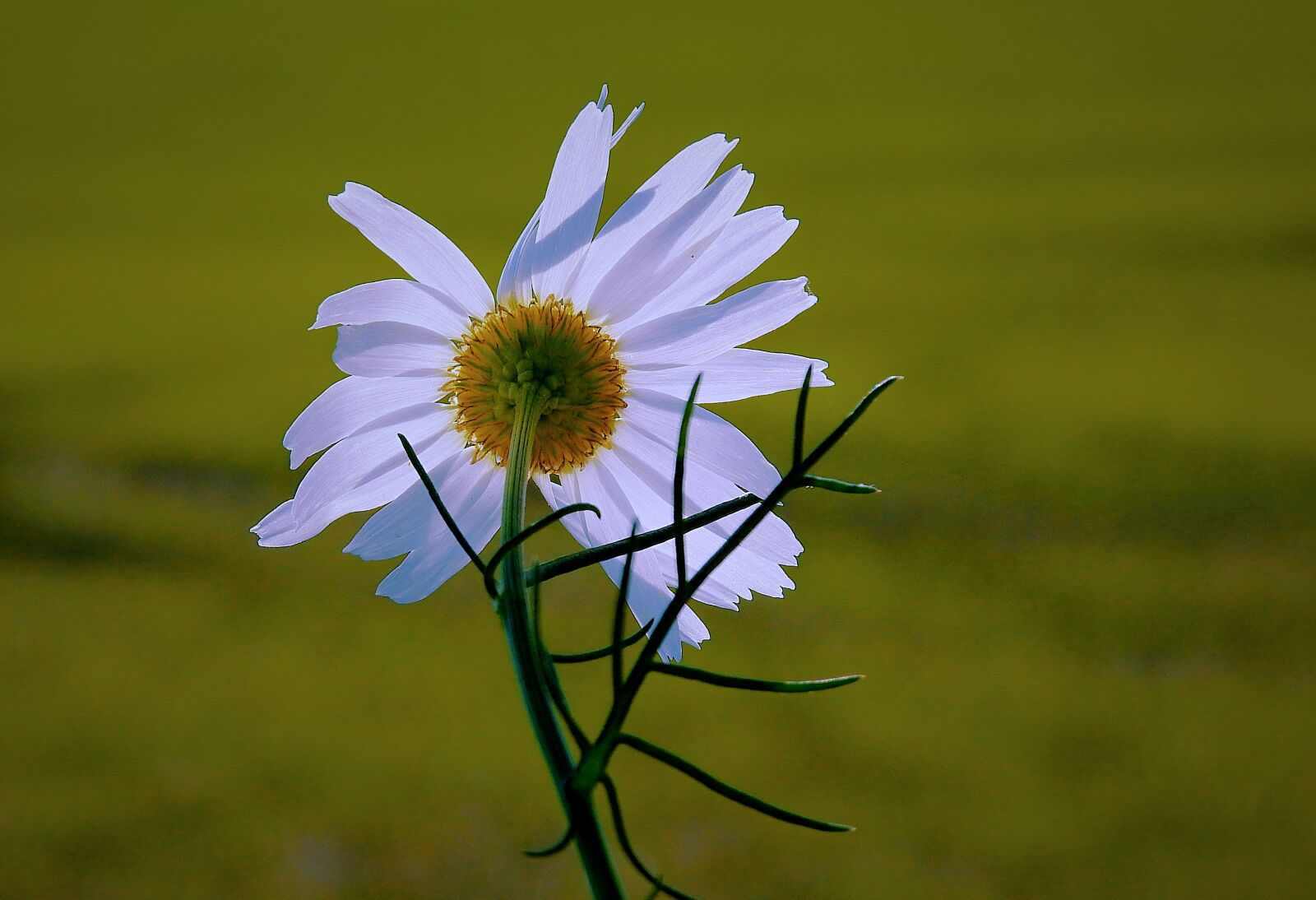 Nikon Coolpix P900 sample photo. Flower, meadow, autumn photography