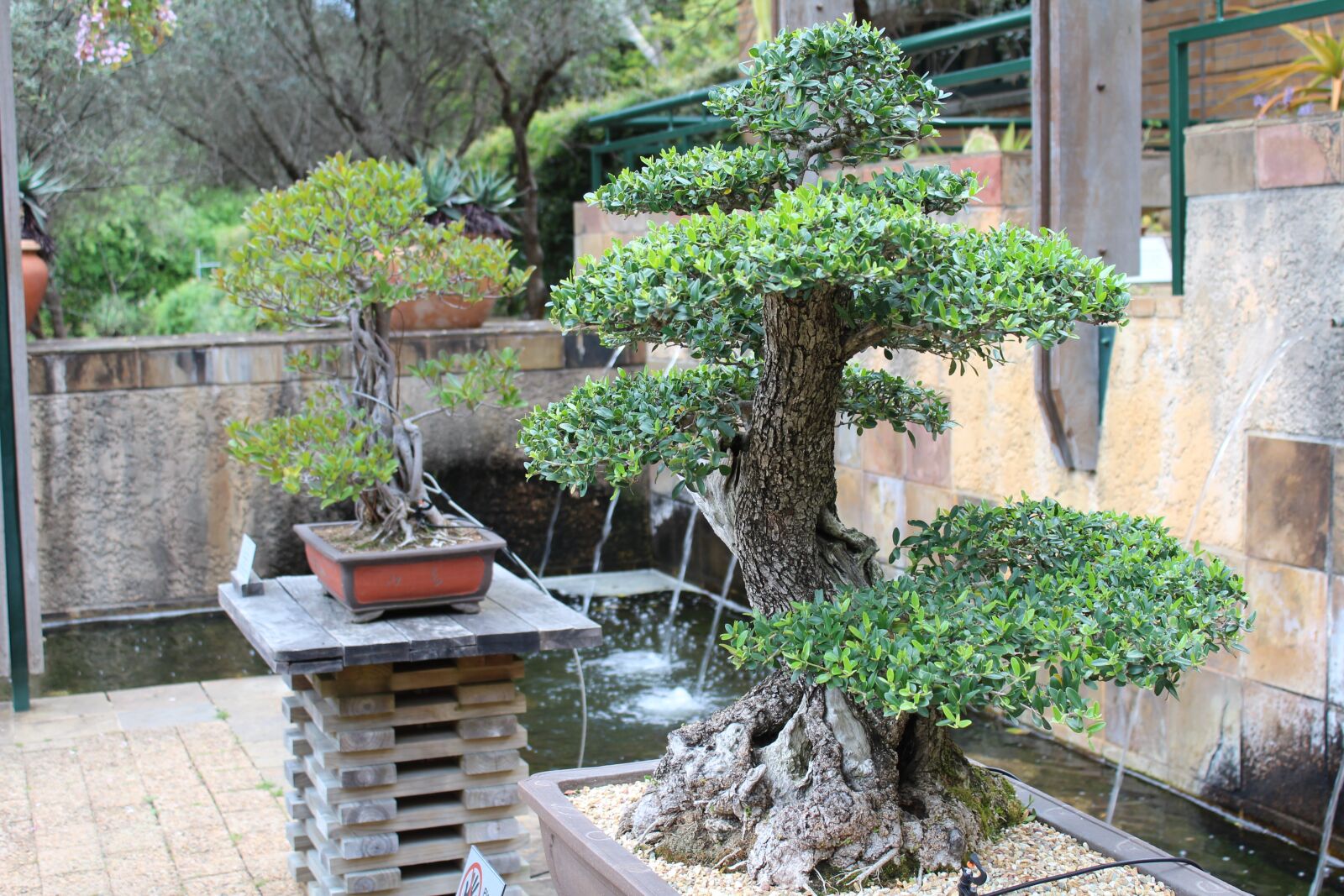Canon EOS 1200D (EOS Rebel T5 / EOS Kiss X70 / EOS Hi) sample photo. Bonsai, trees, japanese photography