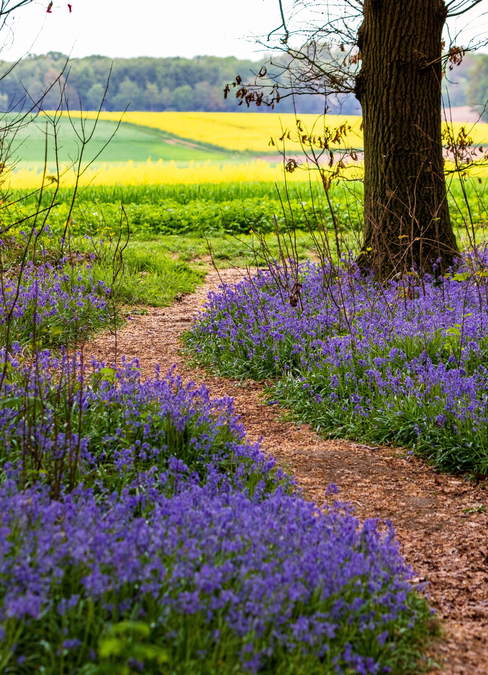 Canon EF 70-300 F4-5.6 IS II USM sample photo. Nature, flower, landscape photography