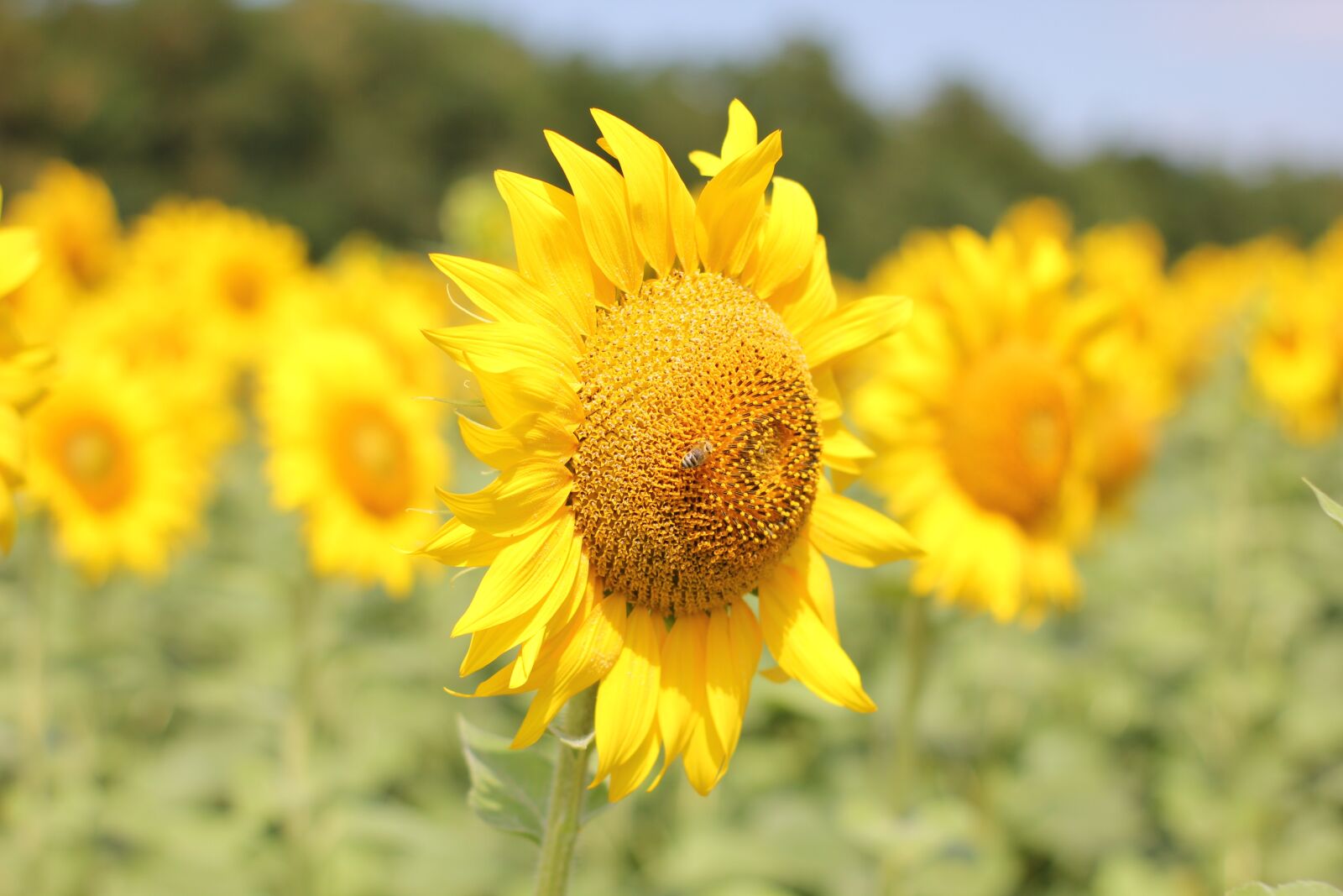 Canon EOS 550D (EOS Rebel T2i / EOS Kiss X4) sample photo. Sunflower, flower, bloom photography