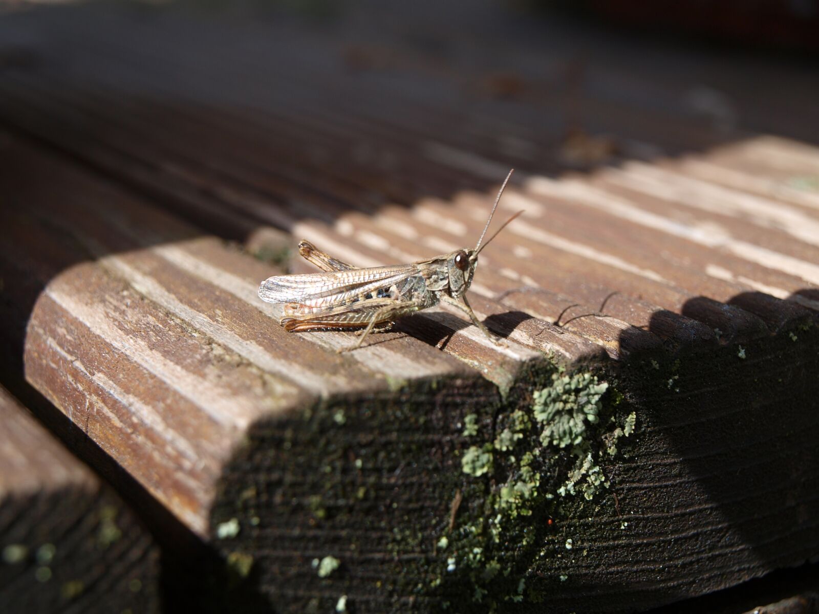 Olympus E-450 (EVOLT E-450) sample photo. Cricket, grasshopper photography