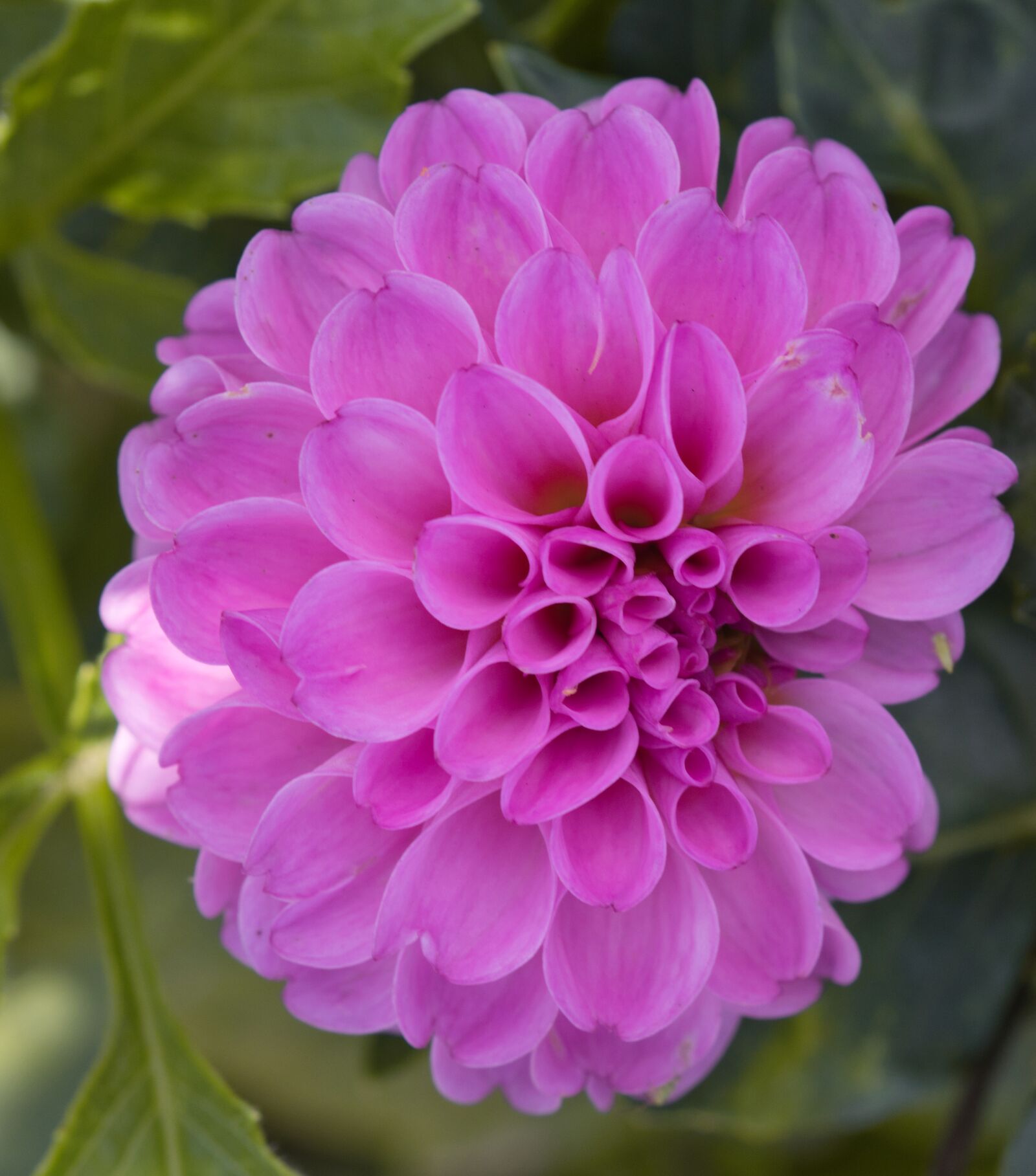 Canon EOS 200D (EOS Rebel SL2 / EOS Kiss X9) sample photo. Dahlia, pink, blossom photography