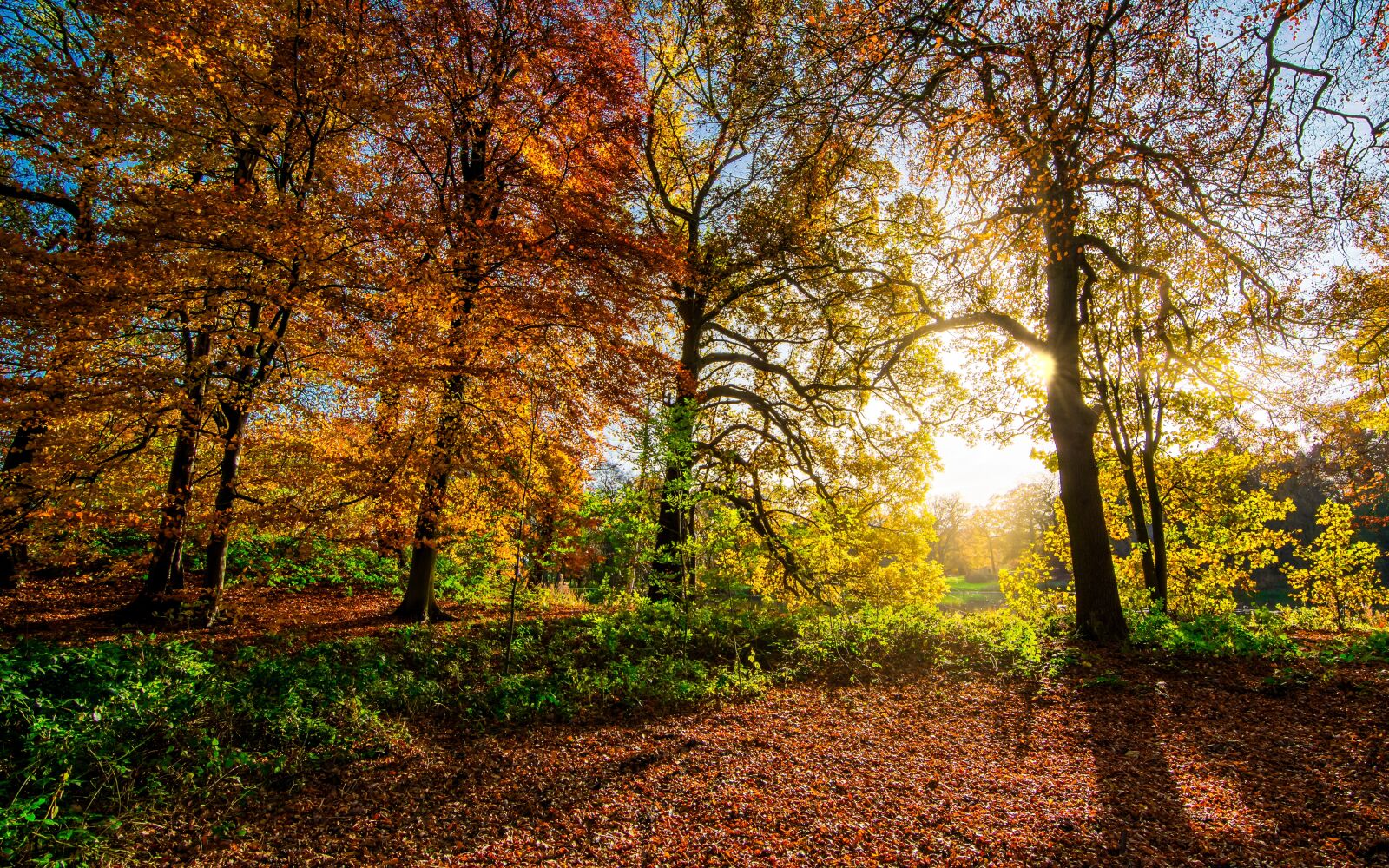 Tokina AT-X Pro 11-16mm F2.8 DX II sample photo. Autumn leaves, fall leaves photography