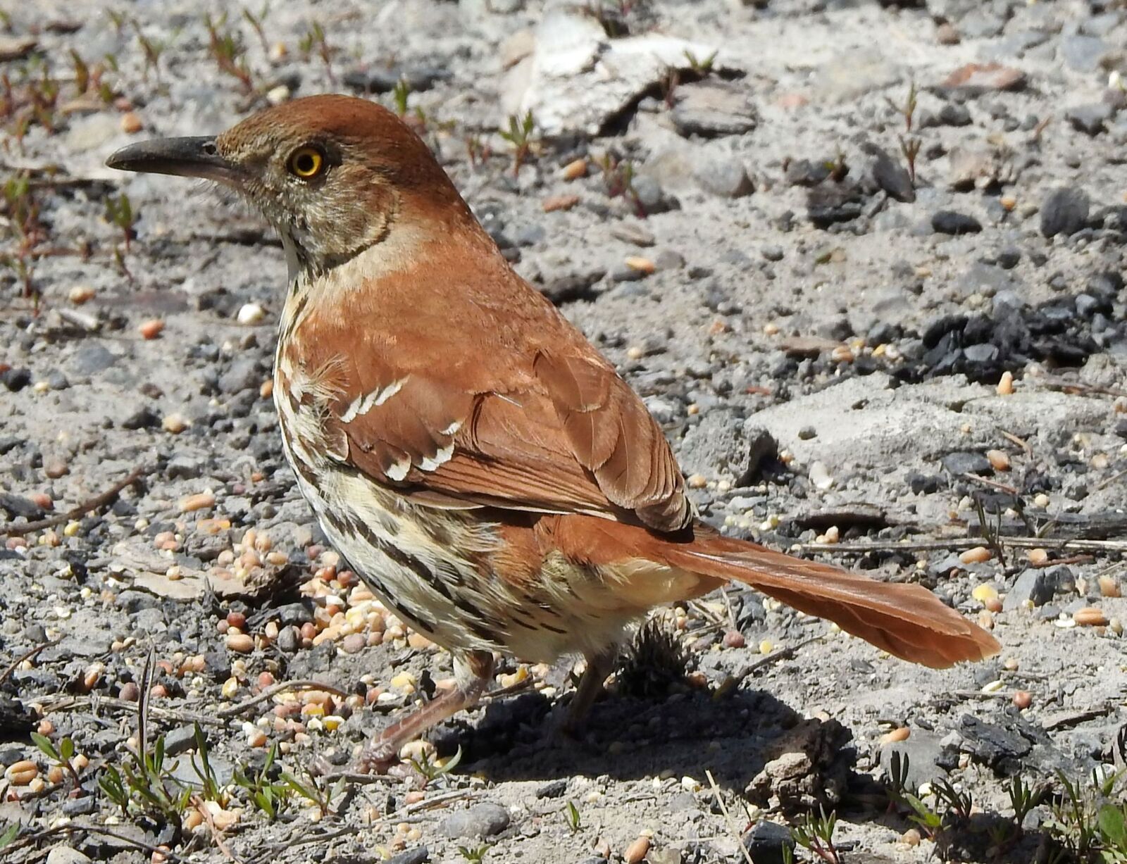 Nikon Coolpix P900 sample photo. Brown thrasher, toxostoma rufum photography