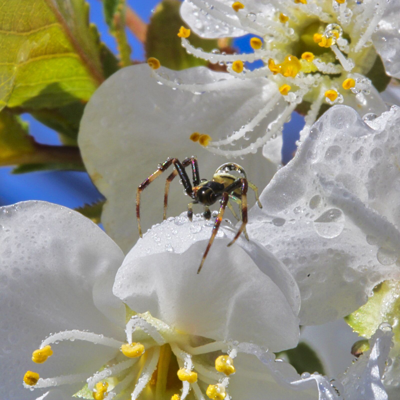 Canon EF-S 60mm F2.8 Macro USM sample photo. Spring, blossom, bloom photography