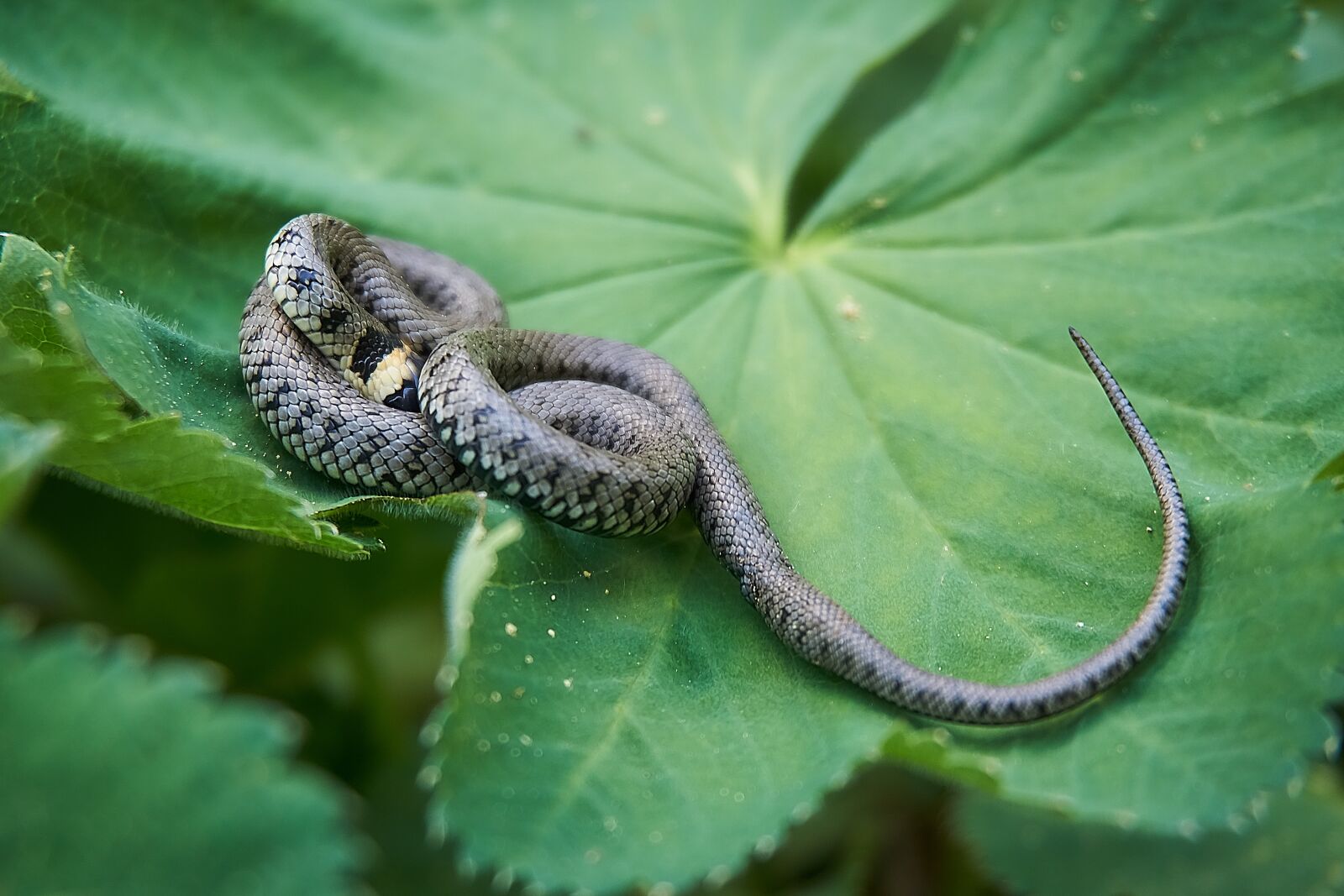 Sony a6000 sample photo. Grass snake, snake, hide photography