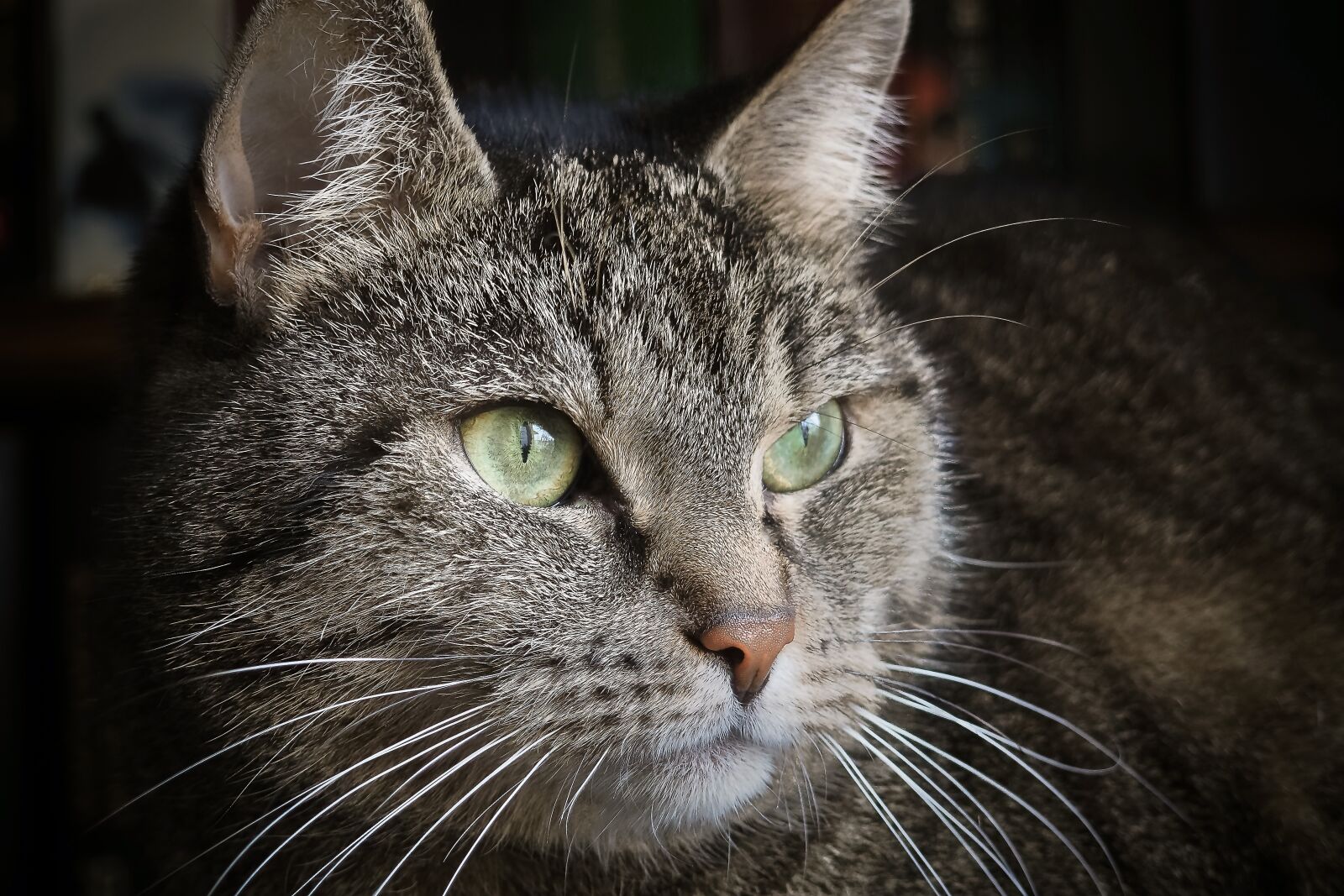 Olympus OM-D E-M10 sample photo. Cat, animal, pet photography