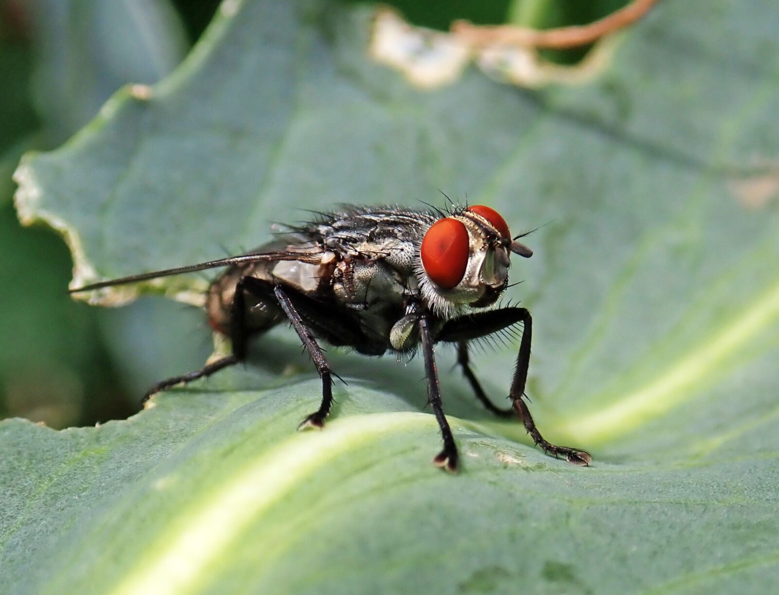 Olympus TG-5 sample photo. Fly, insect, leaf photography
