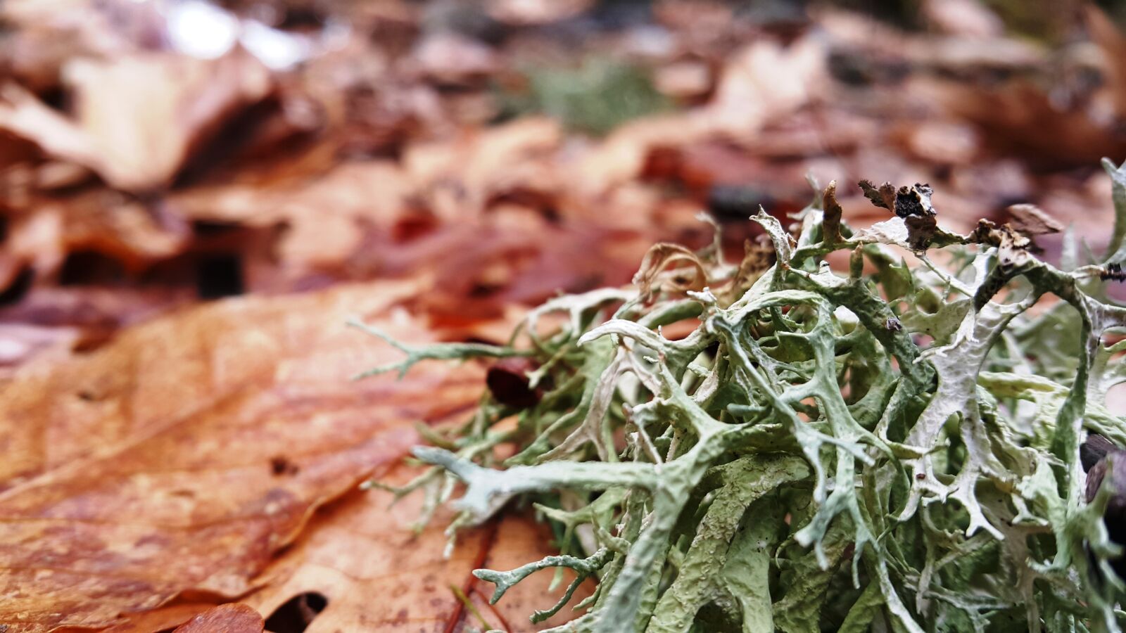 Samsung Galaxy Note4 sample photo. Moss, nature, leaves photography