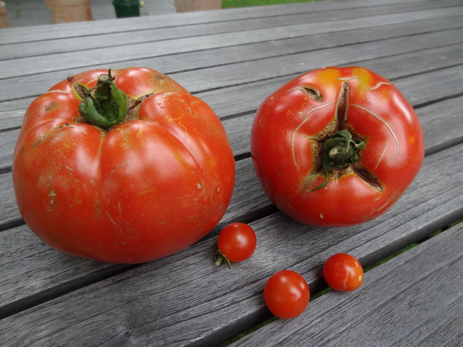 Sony Cyber-shot DSC-HX10V sample photo. Tomatoes, tomato, vegetables photography