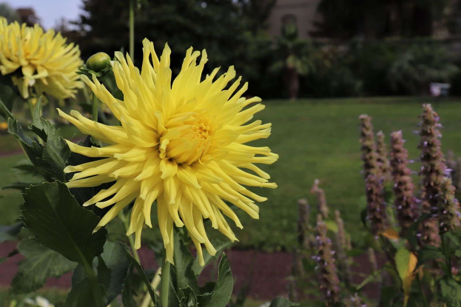 Canon EOS 800D (EOS Rebel T7i / EOS Kiss X9i) sample photo. Dahlias, the colour yellow photography