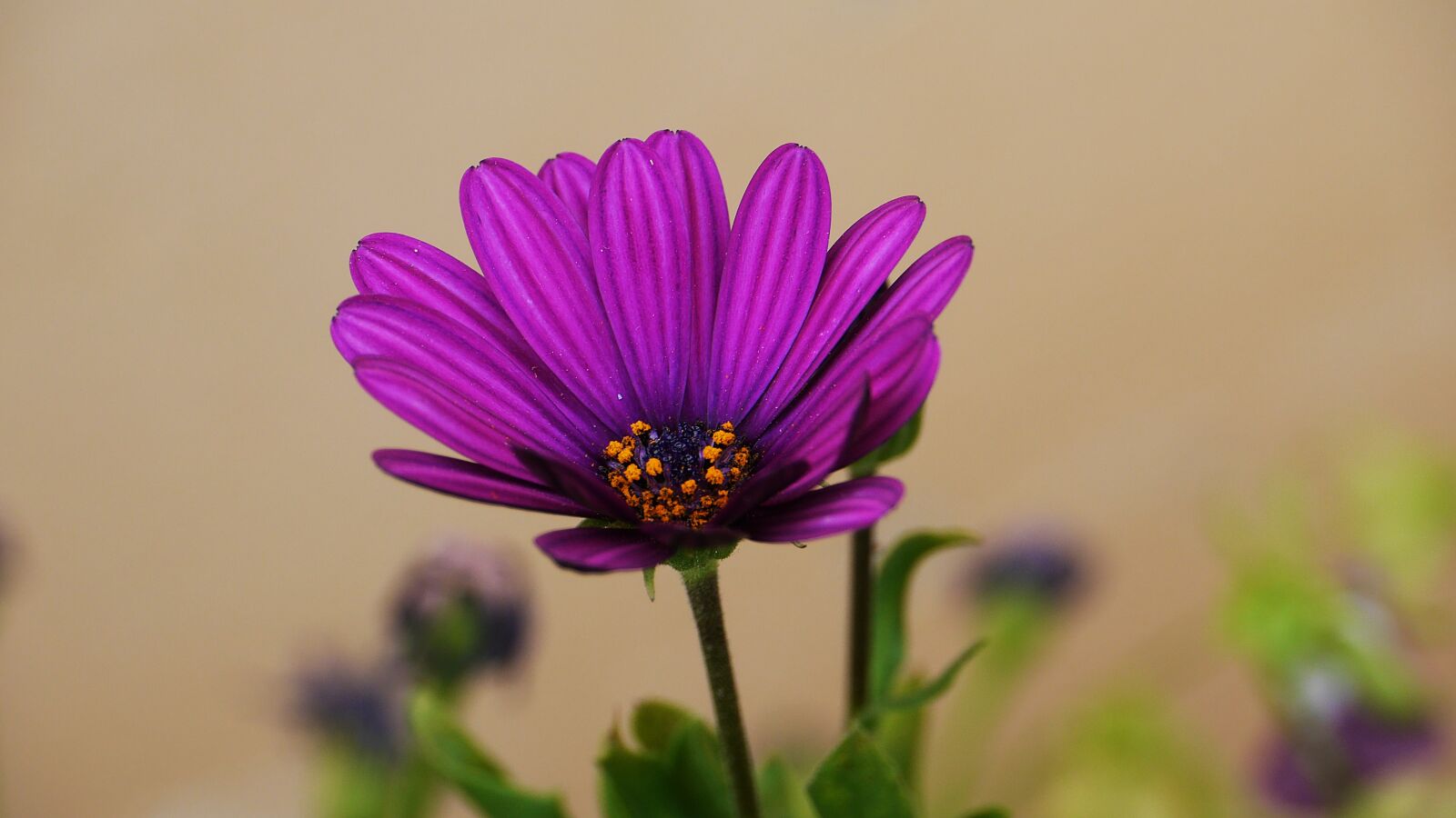 Panasonic Lumix DMC-GH3 sample photo. Flowers, this type, abstract photography