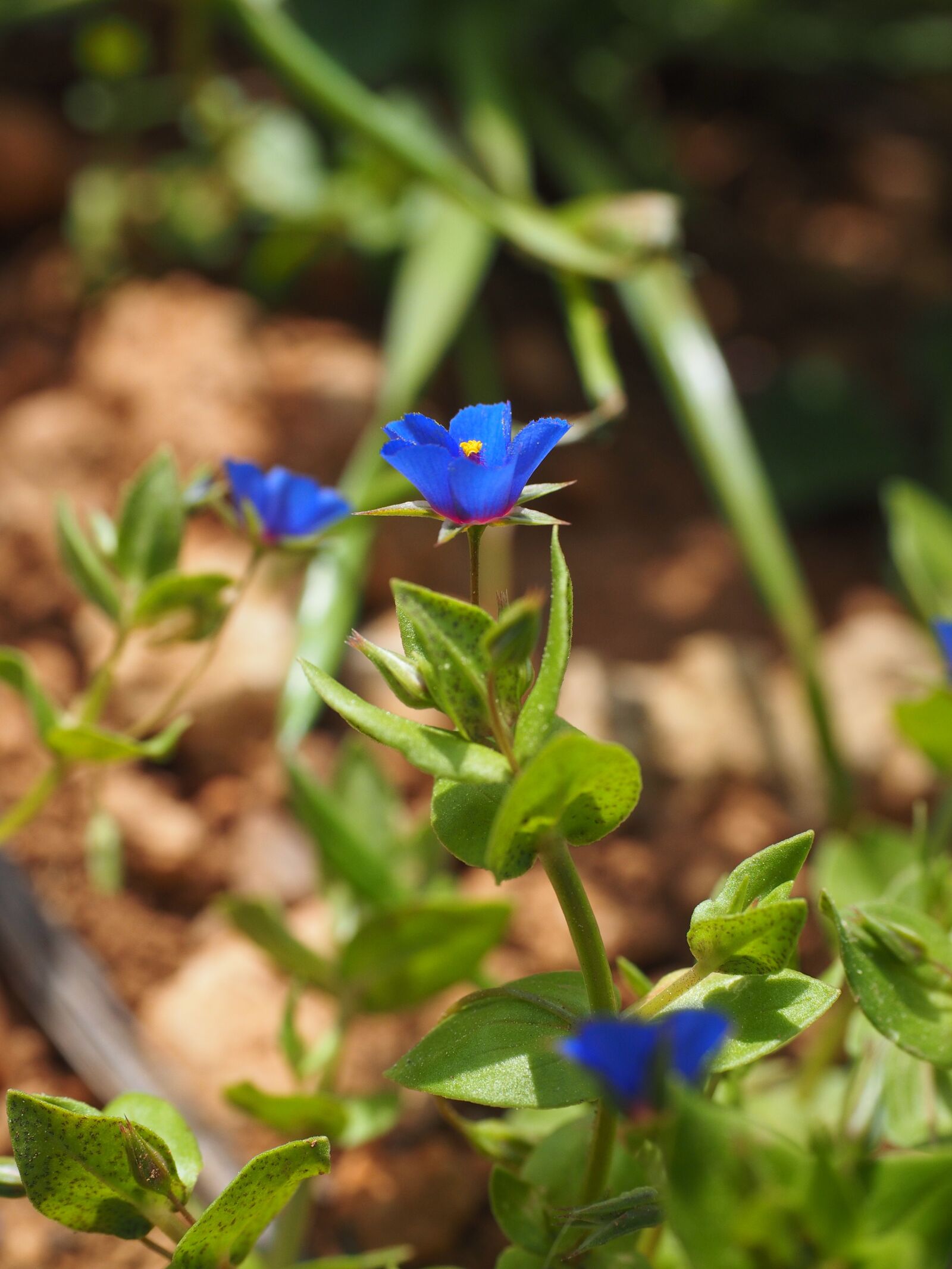 Olympus OM-D E-M1 + Olympus M.Zuiko Digital ED 12-40mm F2.8 Pro sample photo. Blue pimpernel, flower, blossom photography