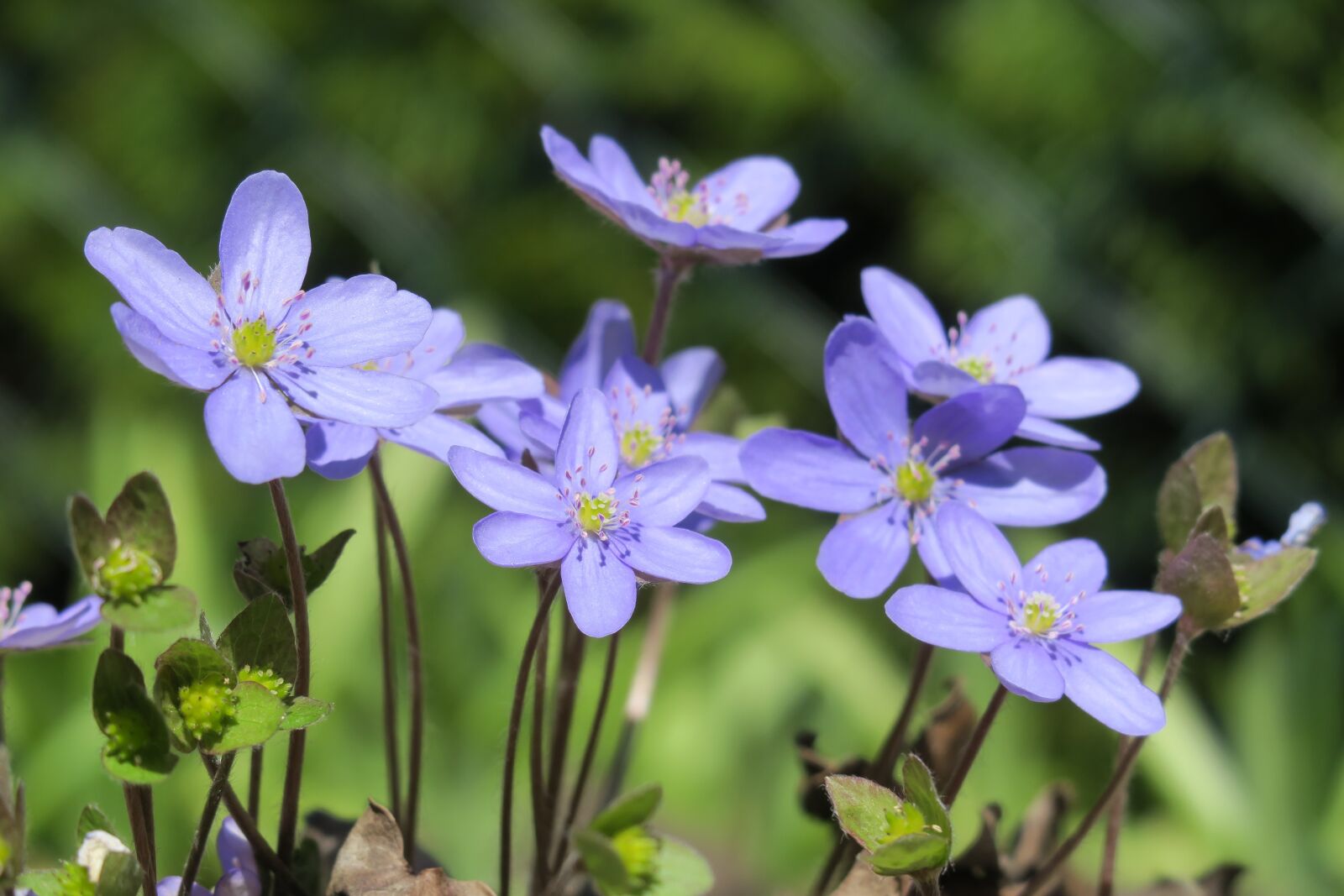 Canon PowerShot G3 X sample photo. Hepatica, nature, flower photography