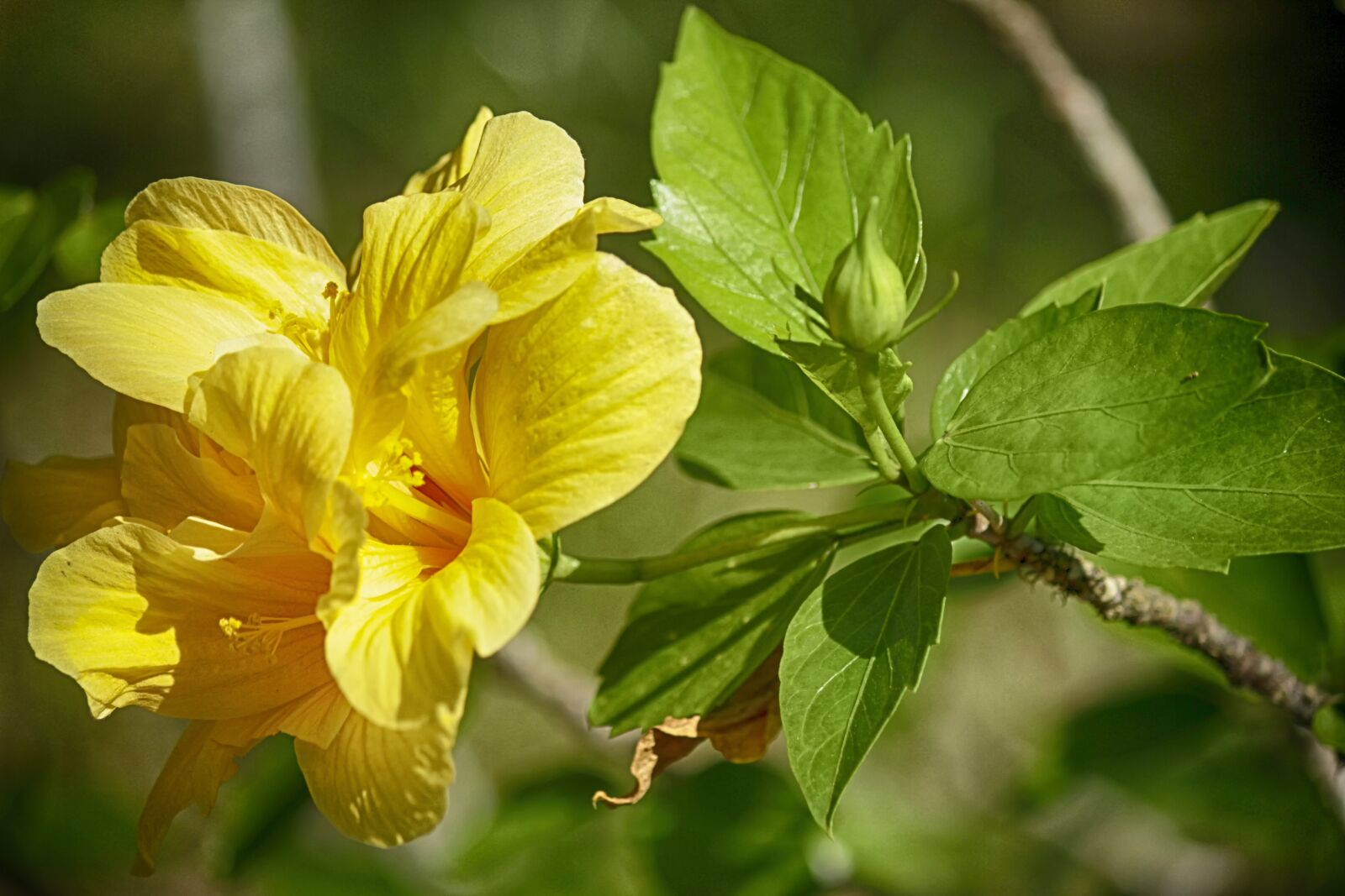 Canon EOS 7D sample photo. Nature, flowers, garden photography