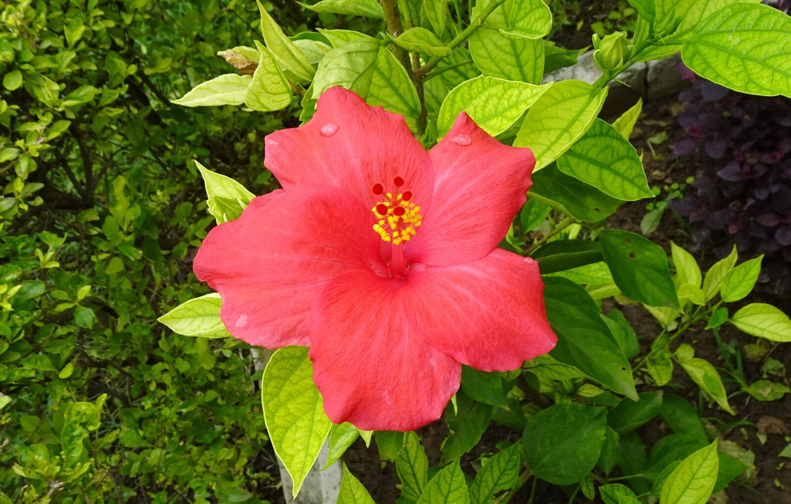 Sony DSC-WX800 sample photo. Flower, hibiscus, red photography