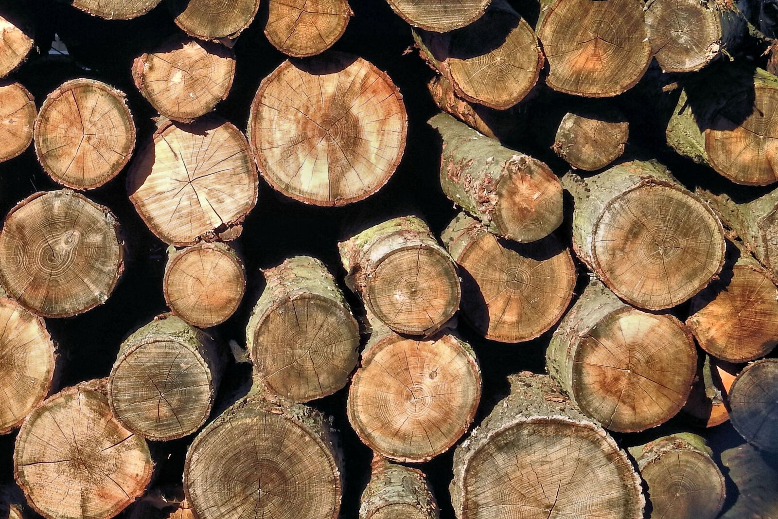 Nikon Coolpix P900 sample photo. Holzstapel, texture, wood photography