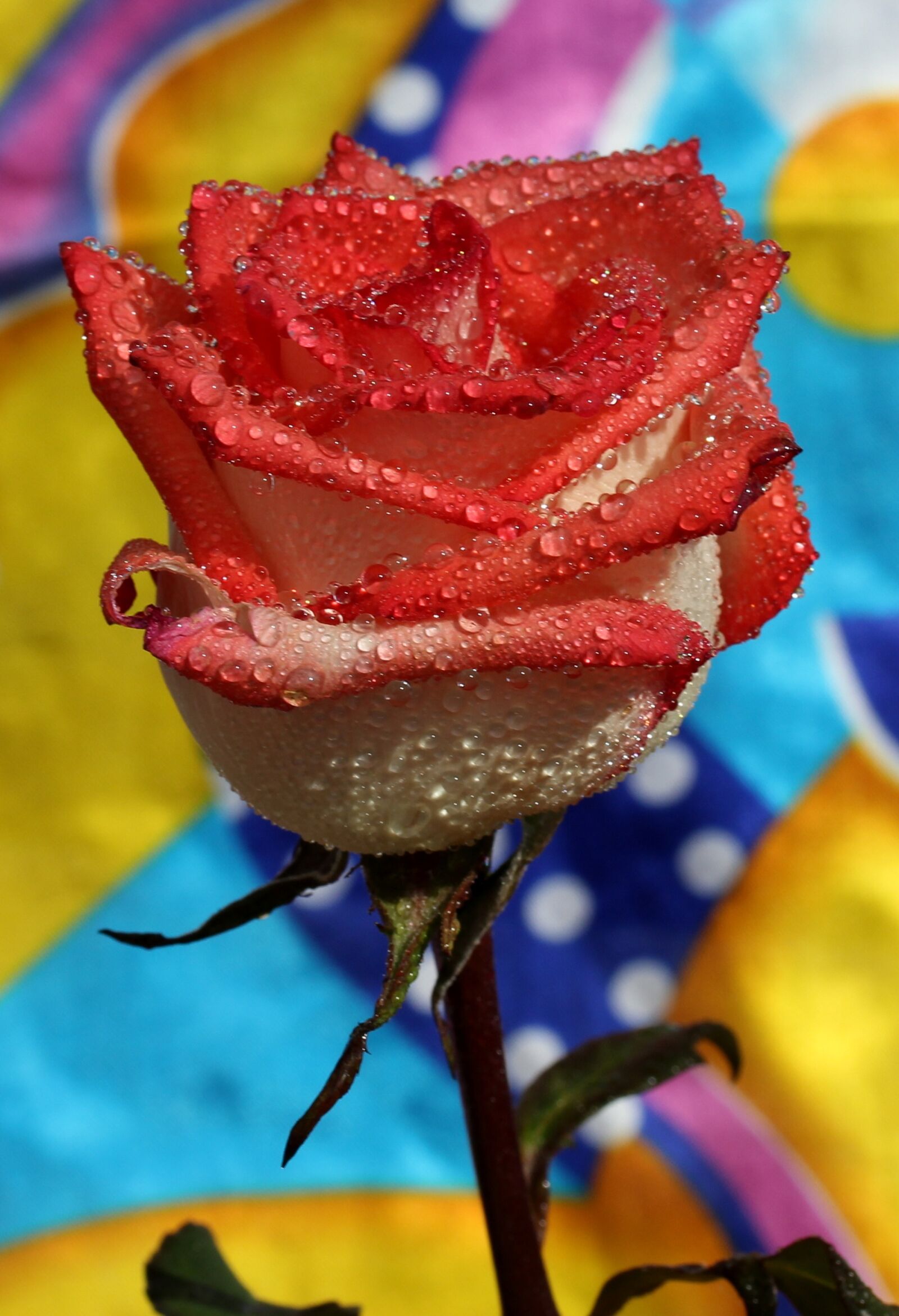 Canon EF-S 60mm F2.8 Macro USM sample photo. Rose, red, wet photography