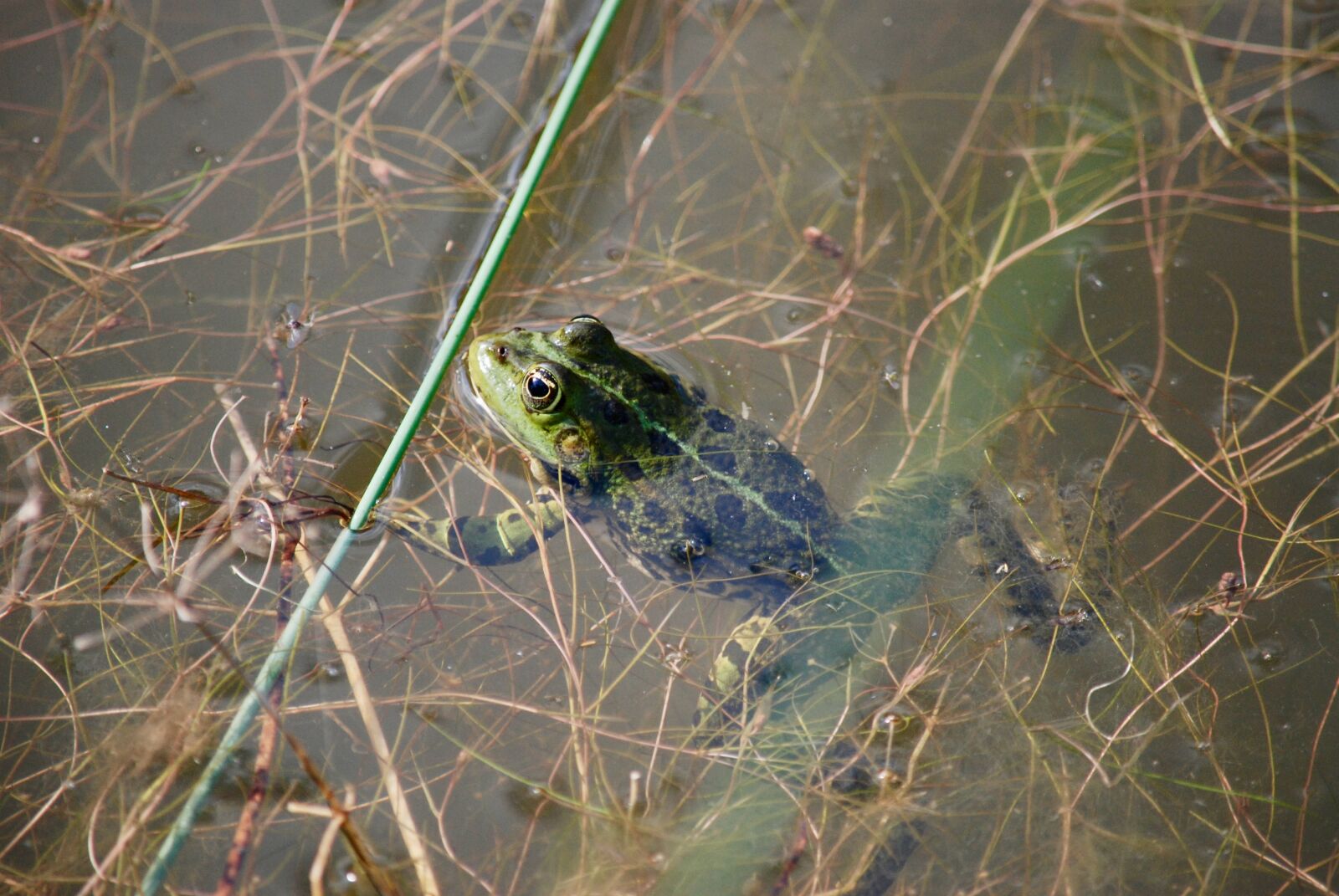 Nikon D80 sample photo. Frog, water, pond photography