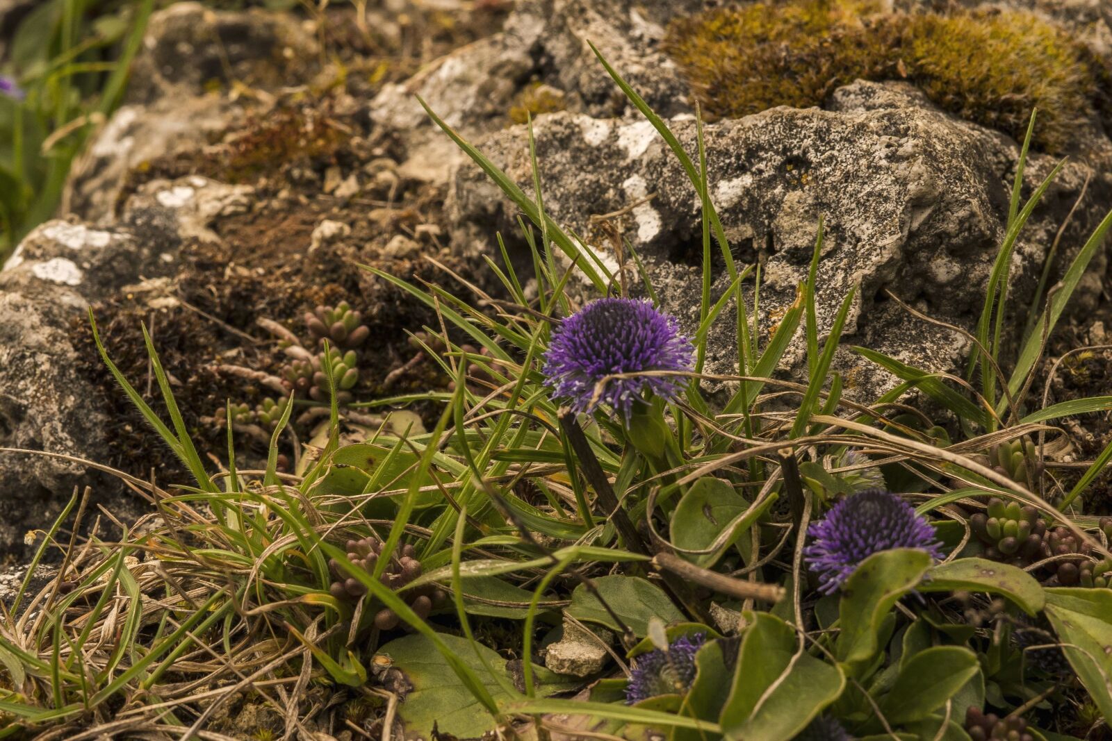 Sony a6300 + Sigma 30mm F2.8 EX DN sample photo. Plant, green, stone, nature photography