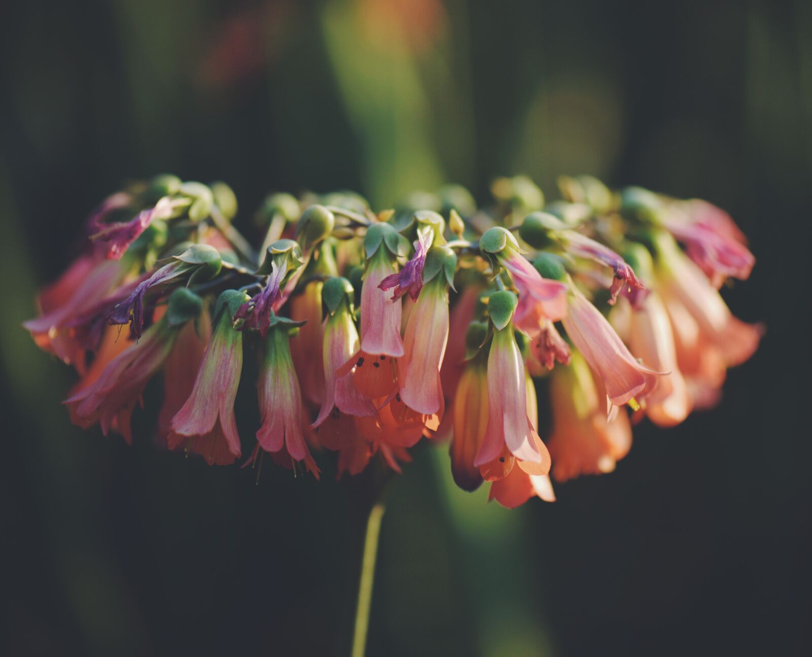Nikon D610 sample photo. Flowers, romantic, fresh photography