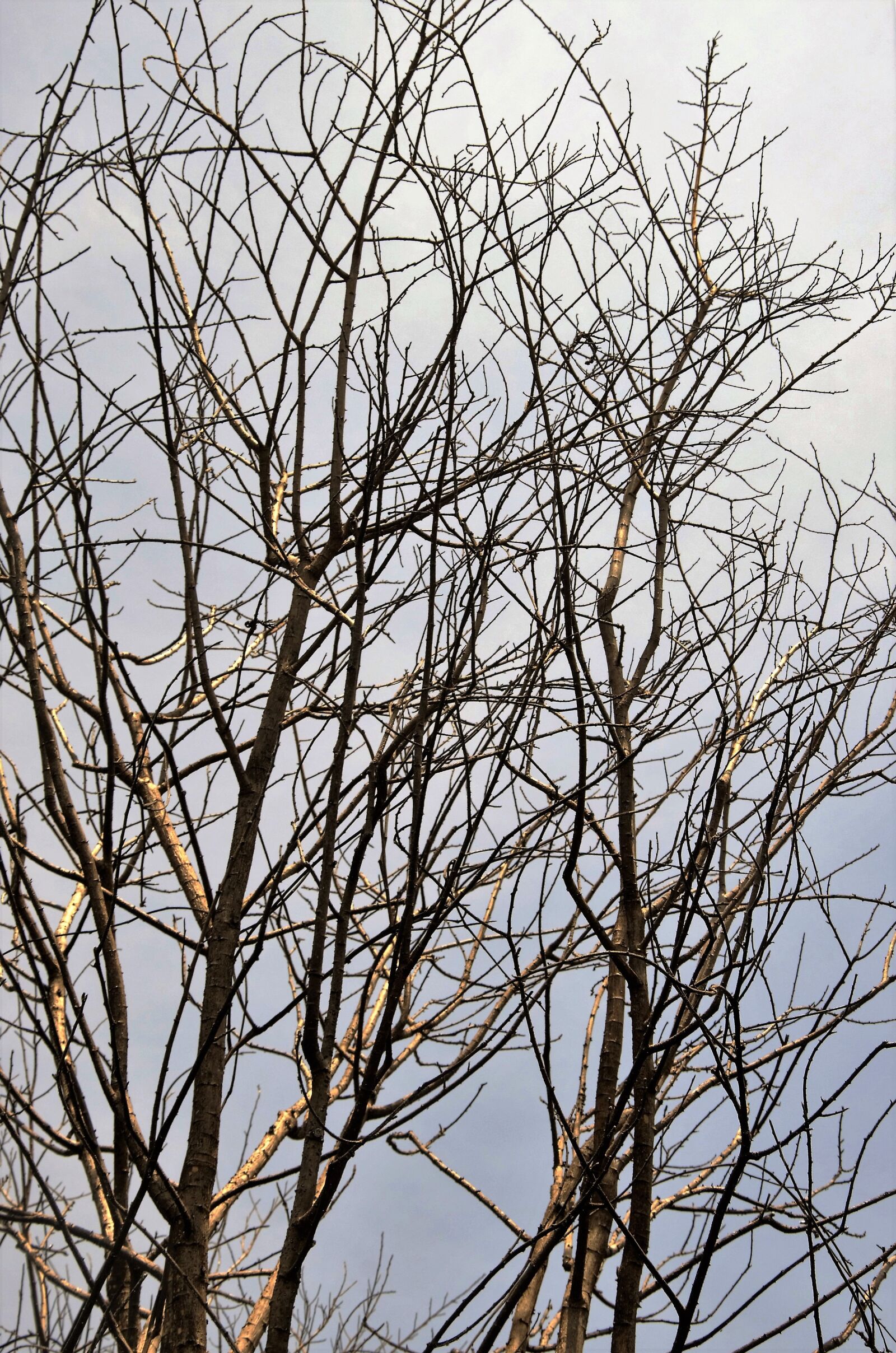Nikon D5100 sample photo. Twigs, dry twigs, dry photography