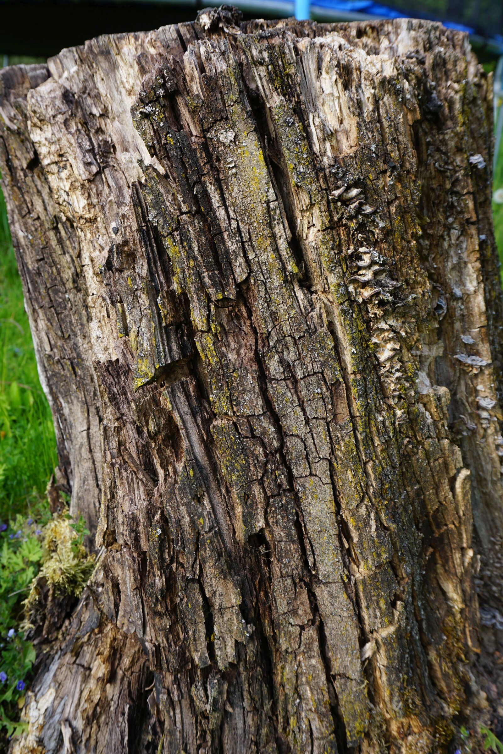 Sony a6000 sample photo. Log, old, bark photography