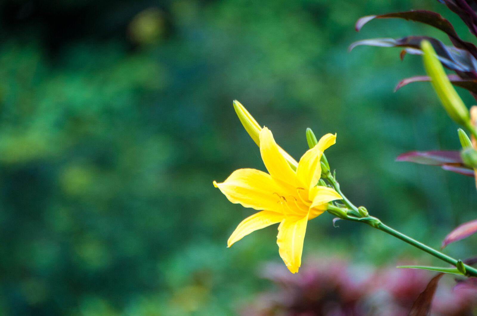 Nikon D300 sample photo. Bokeh, flower, nature, yellow photography