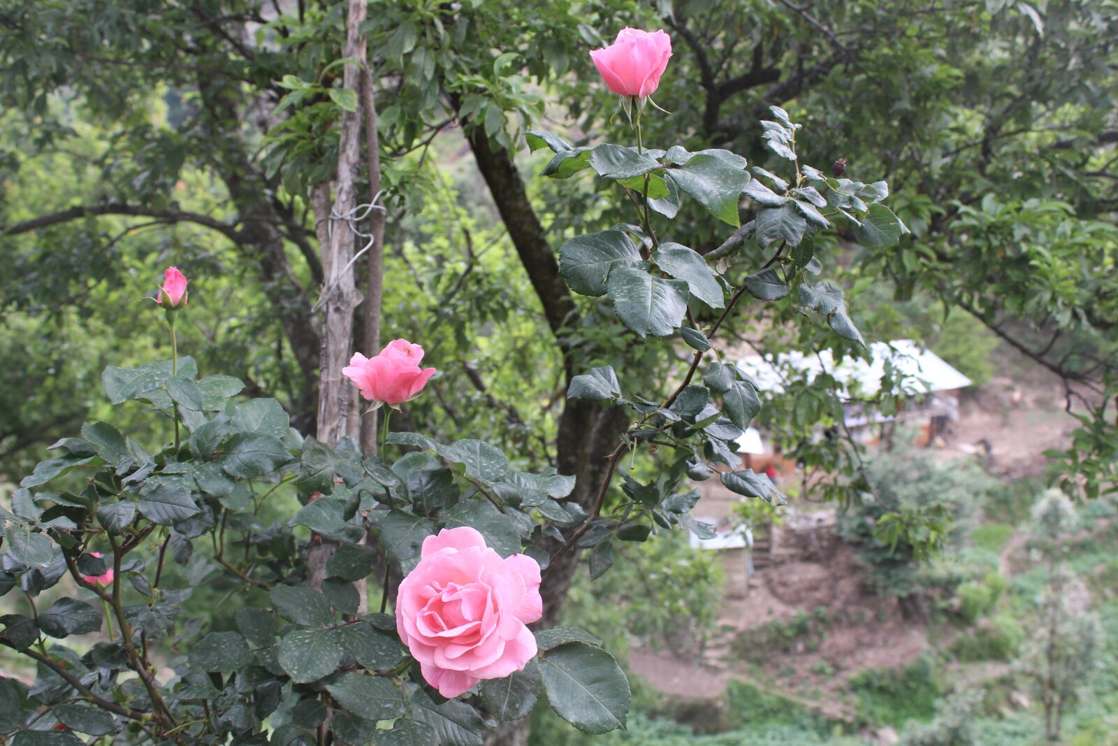 Canon EOS 700D (EOS Rebel T5i / EOS Kiss X7i) sample photo. Rose, red, park photography