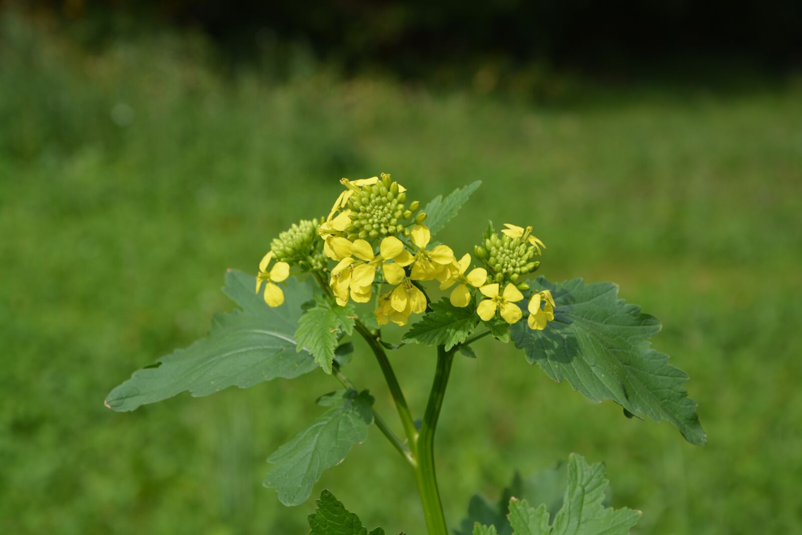 Nikon D5200 sample photo. Yellow flower, prairie, field photography
