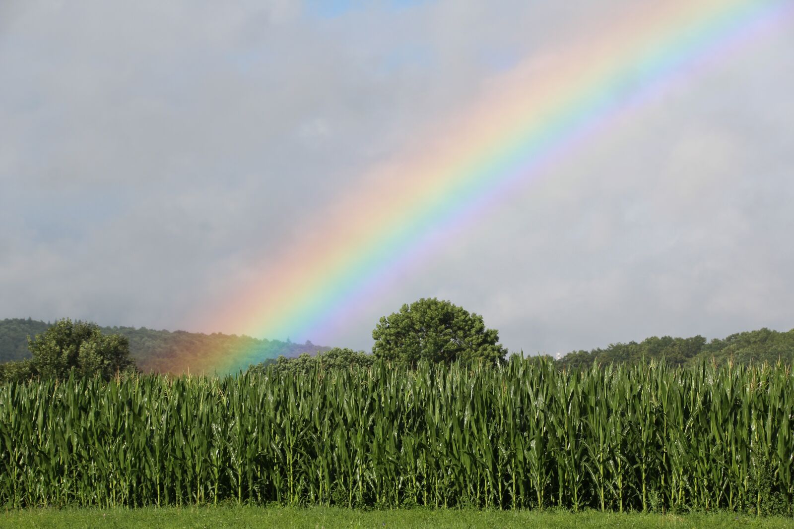 Canon EOS 1200D (EOS Rebel T5 / EOS Kiss X70 / EOS Hi) sample photo. Rainbow, cornfield, green photography