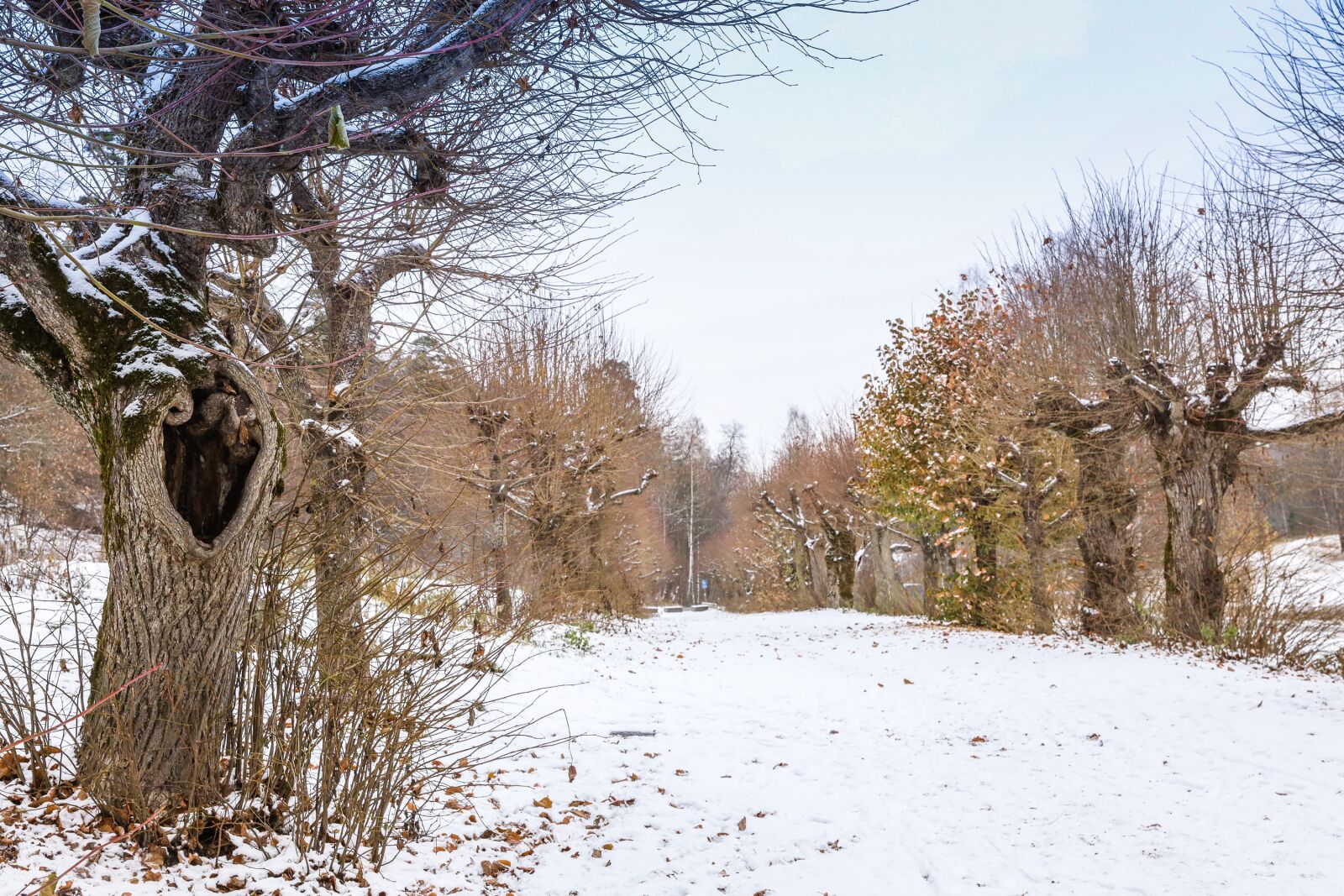 Canon EOS R sample photo. Landscape, trees, nature photography