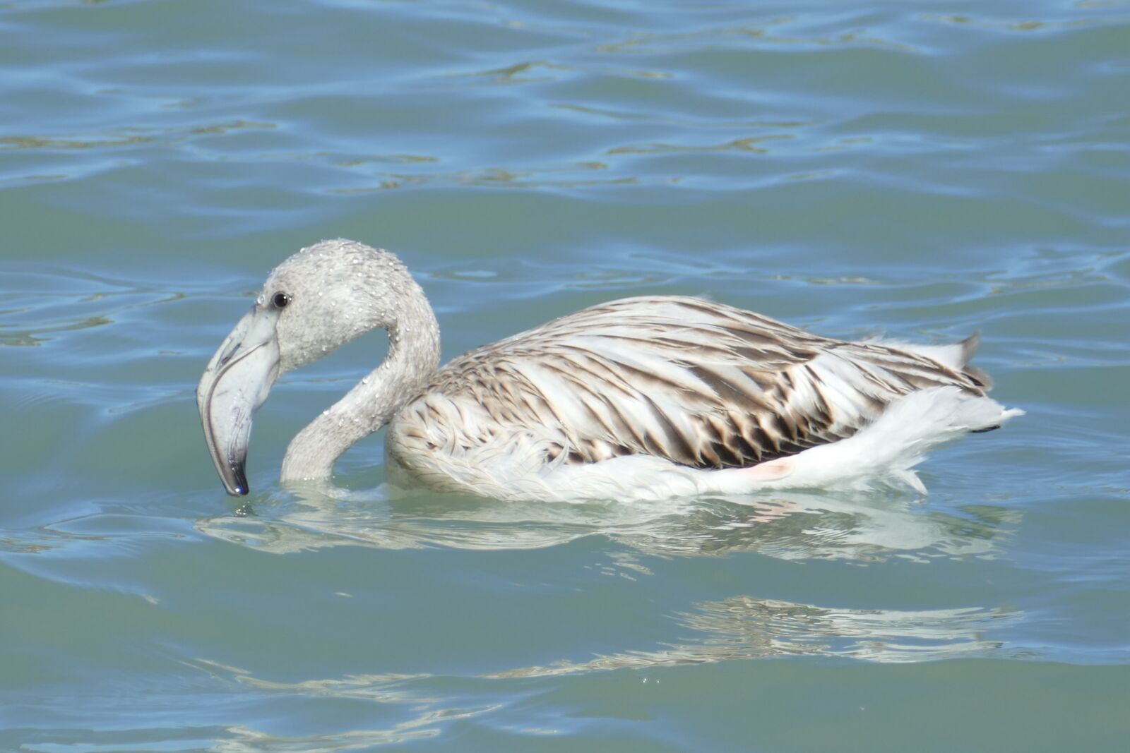Panasonic Lumix DMC-FZ1000 sample photo. Flamingo, bird, waterfowl photography