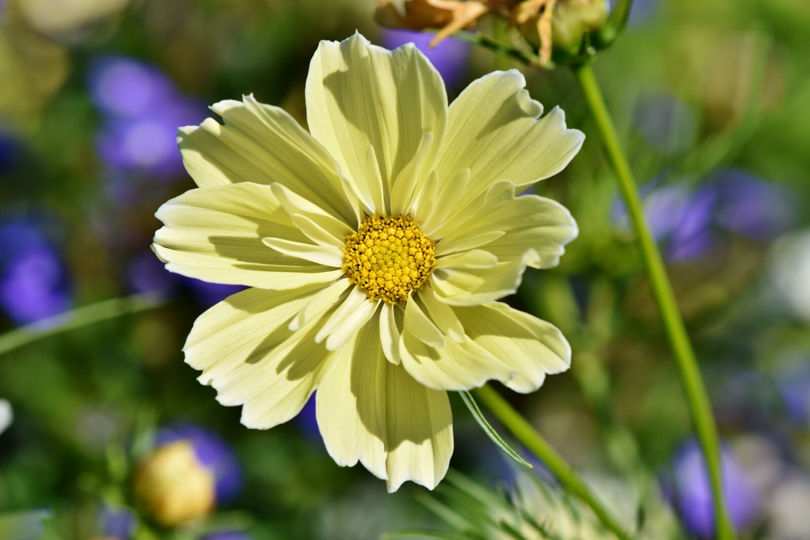 Nikon D7200 sample photo. Cosmos, cosmee, cosmos bipinnatus photography
