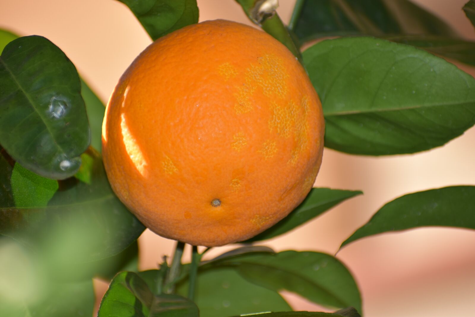 Nikon D5600 sample photo. Orange, fruit, oranges photography