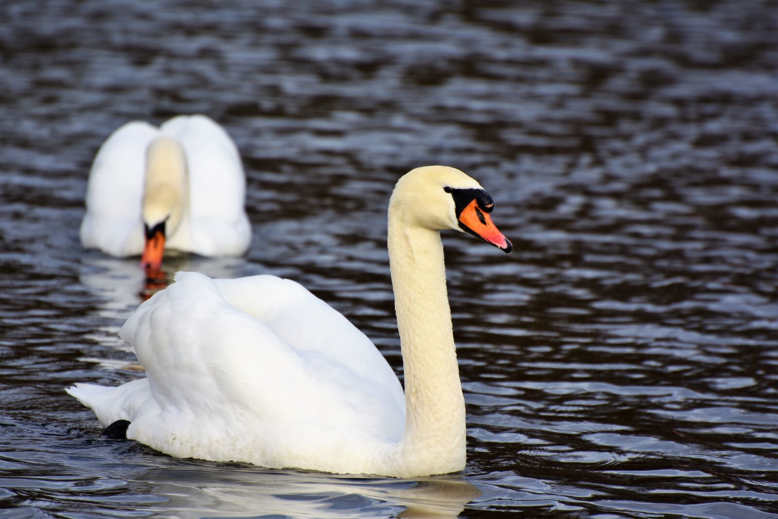 Nikon D7200 sample photo. Swan, water bird, schwimmvogel photography