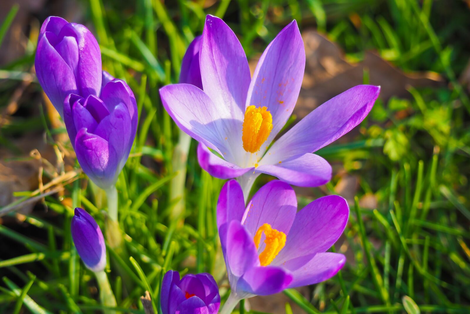 Olympus OM-D E-M10 sample photo. Flowers, spring, blossom photography
