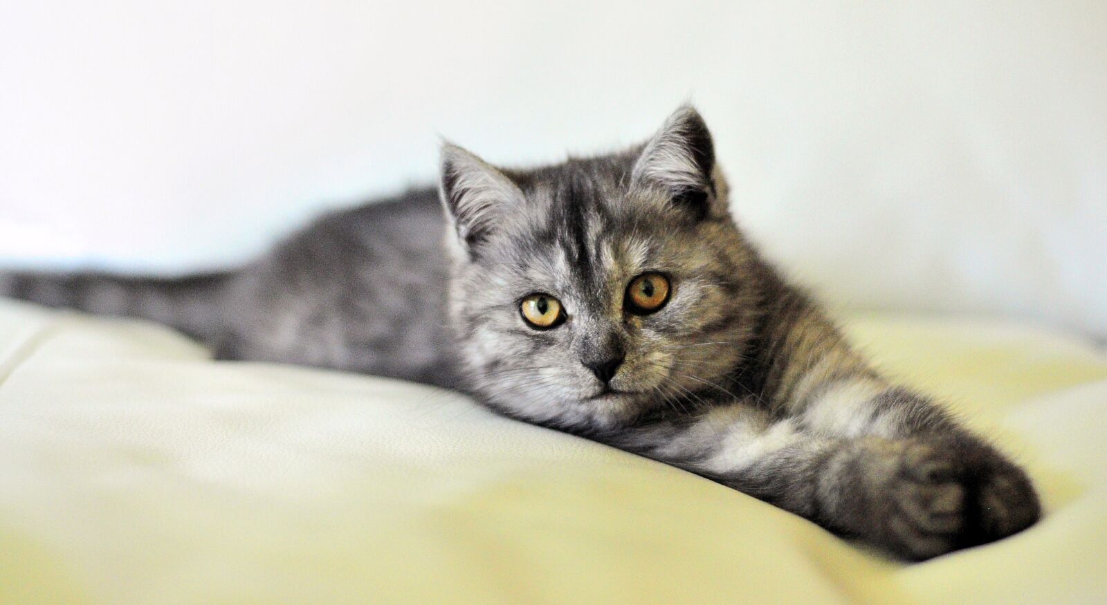 Nikon D90 sample photo. Cat, dog, dog and photography