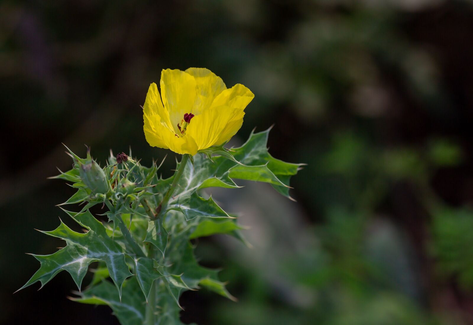 Canon EOS 5D Mark III + Canon EF 135mm F2L USM sample photo. Argemone mexicana, flower, coffee photography