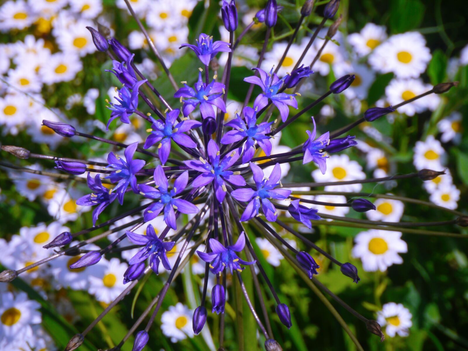 Panasonic Lumix DMC-GX1 sample photo. Radial, flowers, purple photography