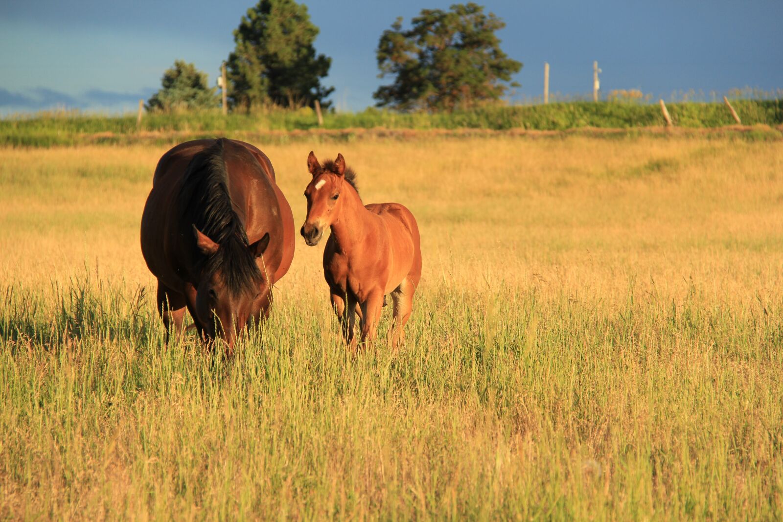 Canon EOS 60D sample photo. Horses, mare and colt photography
