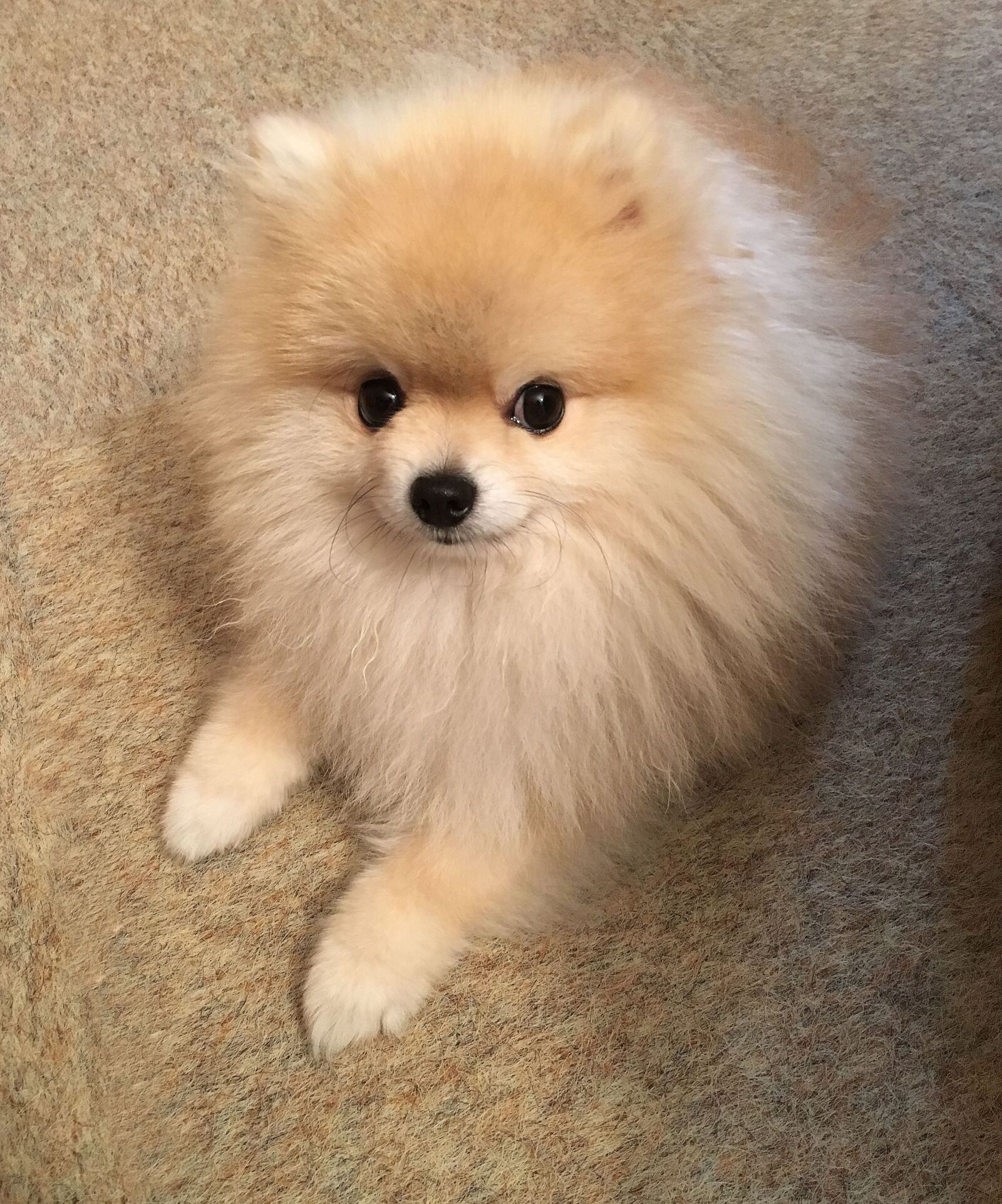 Apple iPhone 6s sample photo. Dwarf spitz, pet, small photography