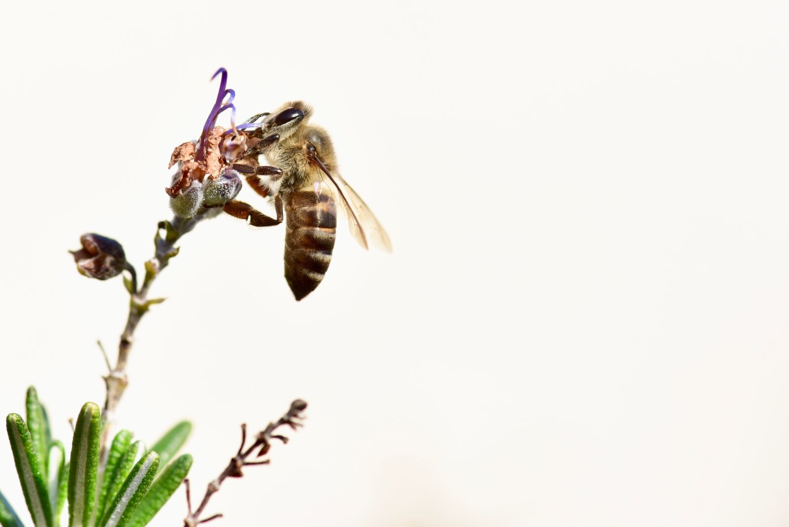 Nikon D750 sample photo. Bee, honeybee, pollen photography