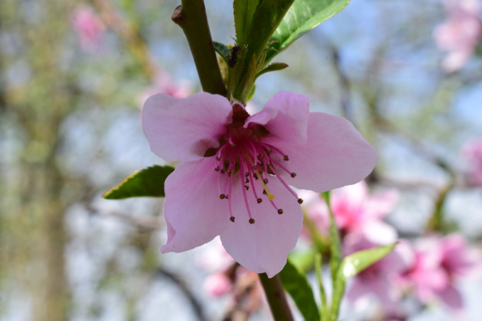 Nikon D3300 sample photo. Spring, flowers, pink photography