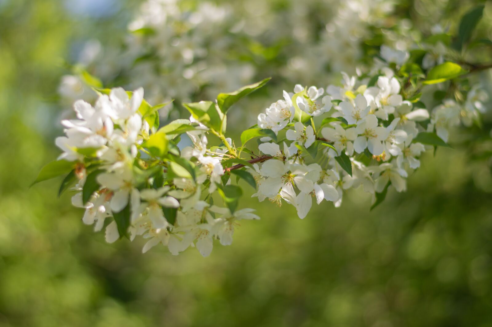 Nikon D3200 sample photo. Spring, bloom, nature photography