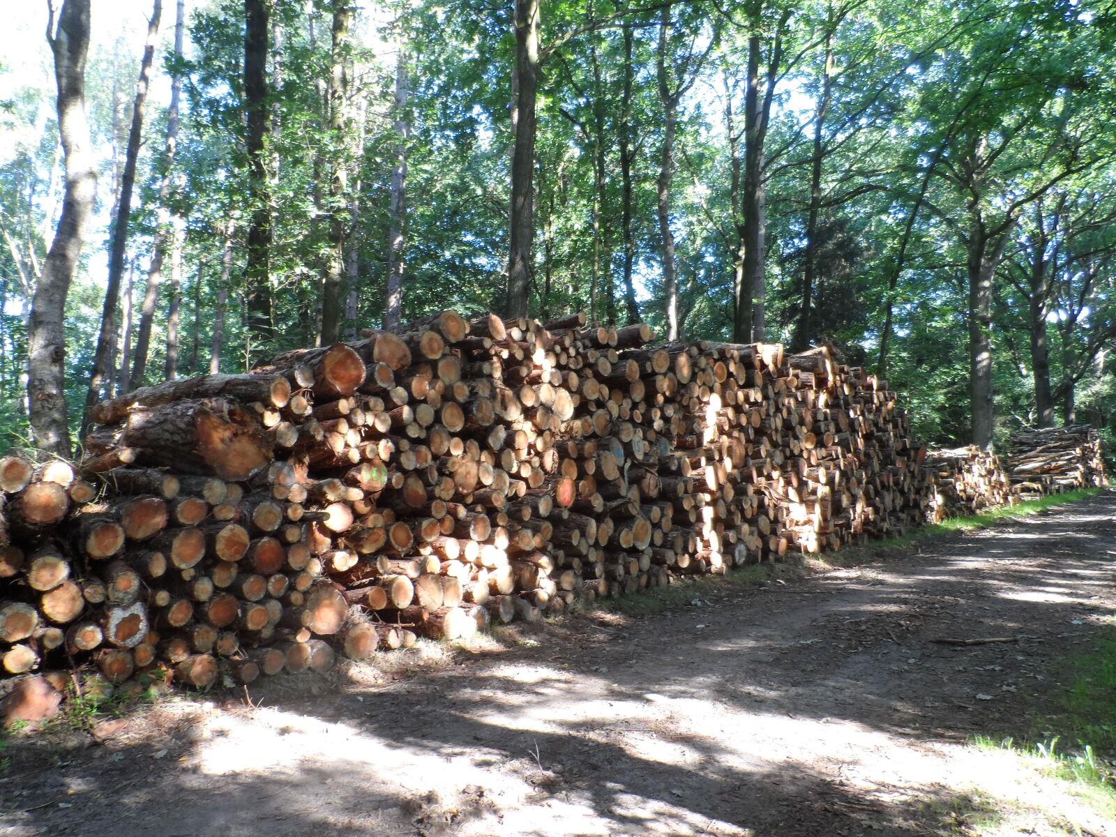 Samsung WB150 / WB150F / WB152 / WB152F / WB151 / WB151F / WB140 sample photo. Forest, trees, wood photography