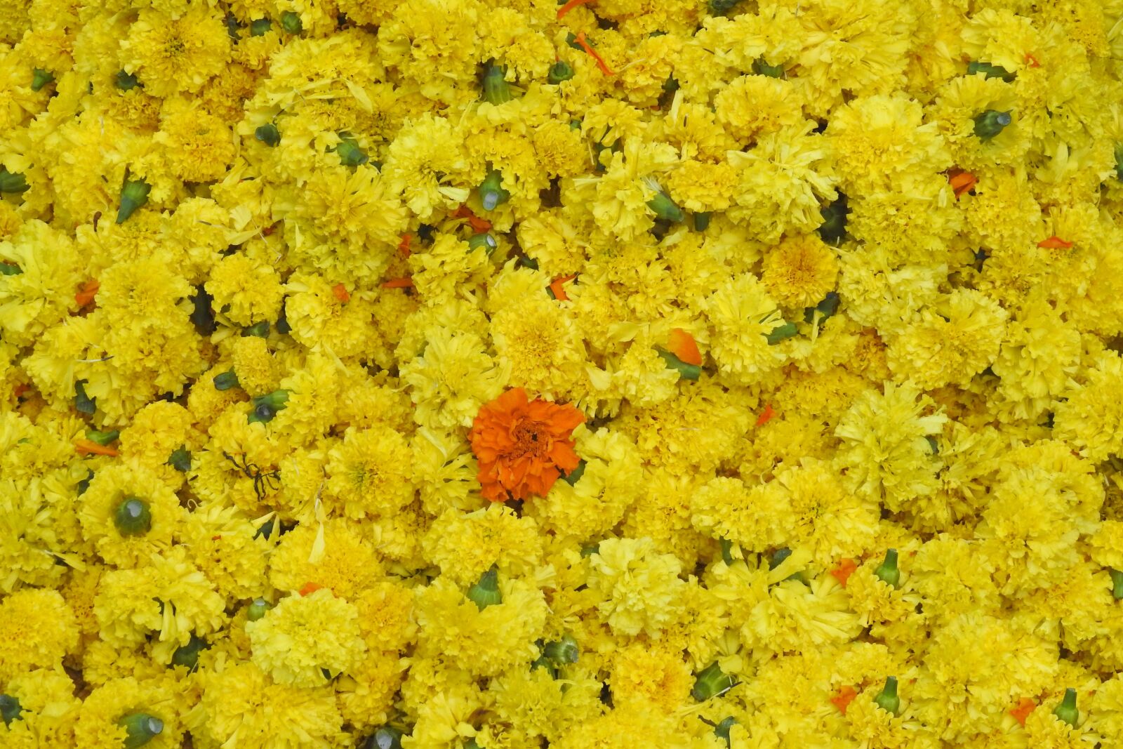 Nikon Coolpix P900 sample photo. Flowers, indian, yellow photography