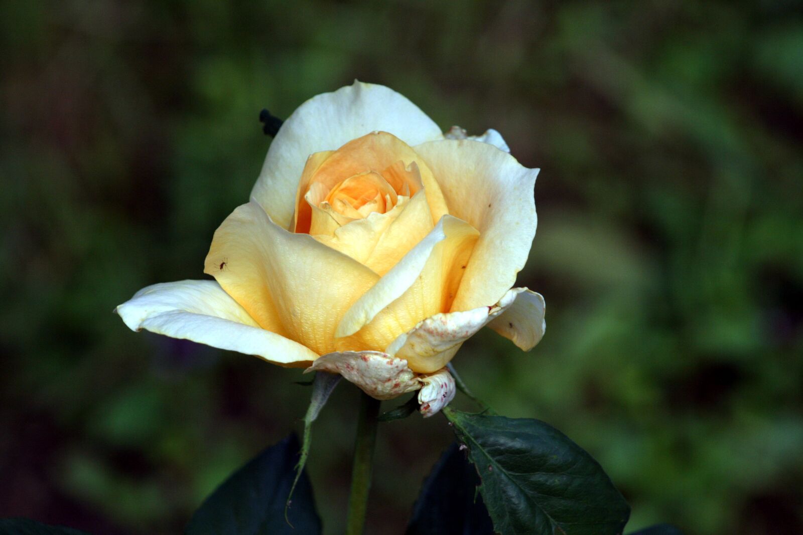 Canon EOS 400D (EOS Digital Rebel XTi / EOS Kiss Digital X) sample photo. Rose, yellow, flower photography
