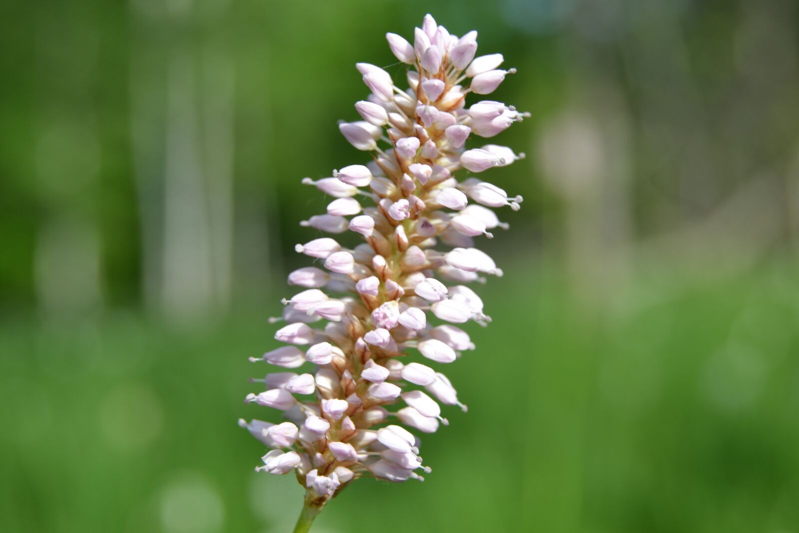 Nikon D3100 sample photo. Flower, herbage, nature photography
