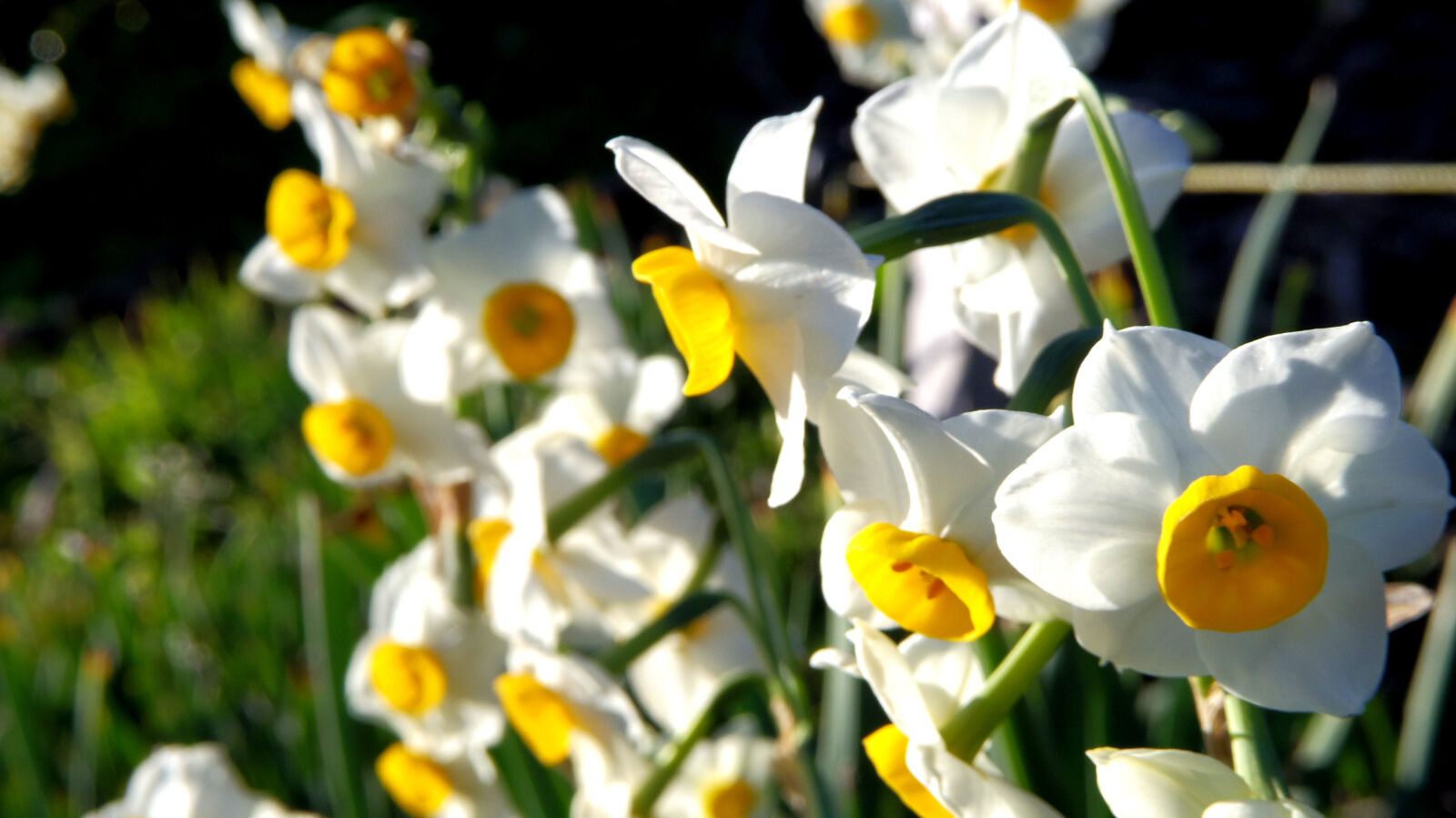 Pentax 02 Standard Zoom sample photo. Daffodils, white, yellow photography